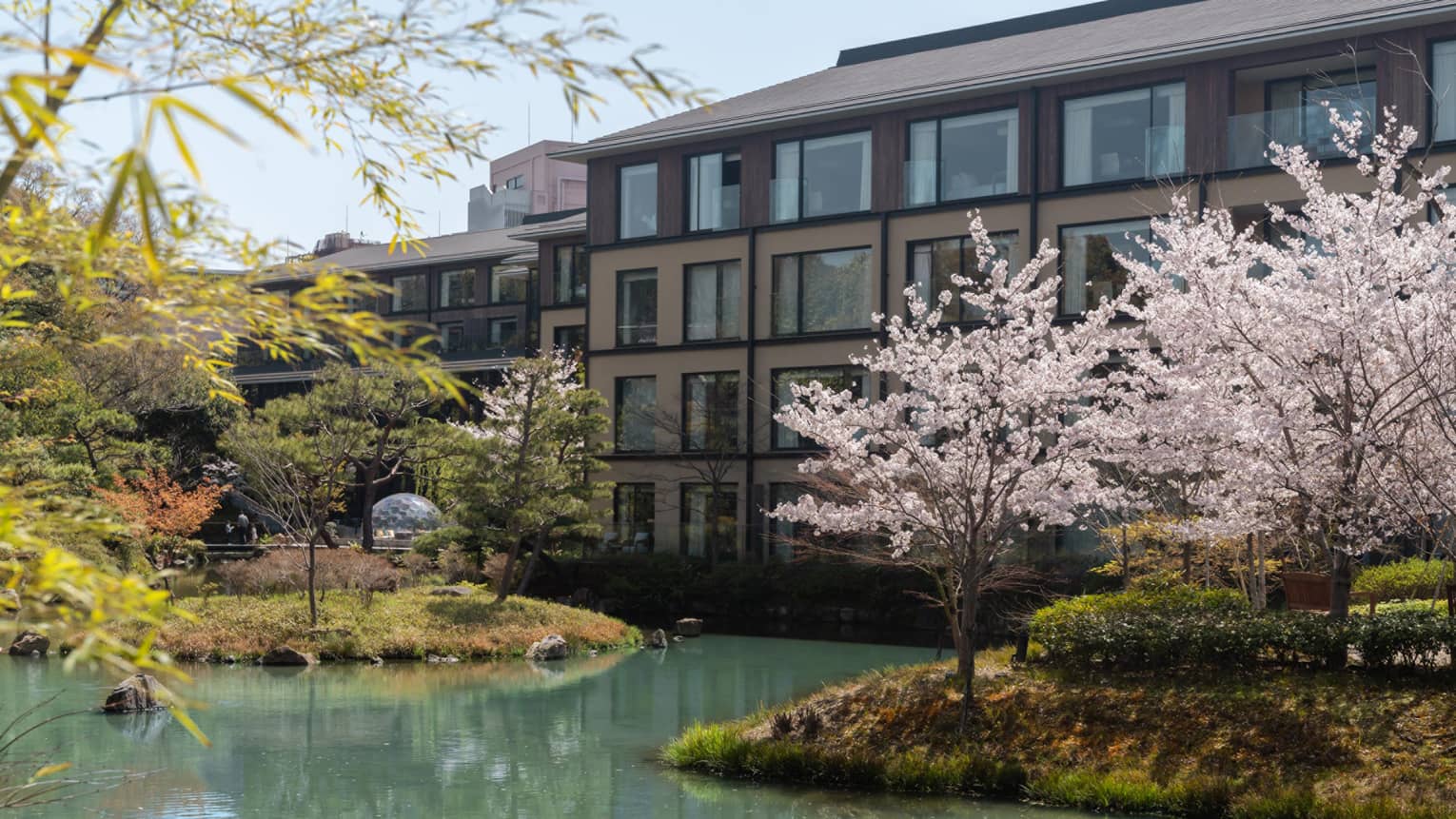 A hotel and pond with cherry blossom trees