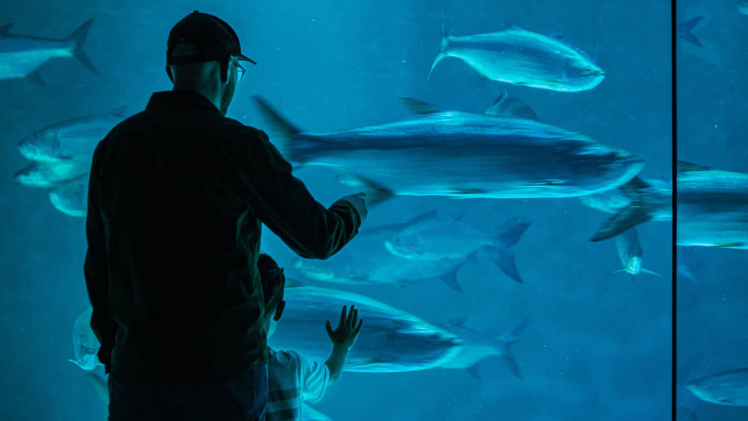 View from behind of an adult and child gazing at large fish in blue water through a floor-to-ceiling aquarium glass wall.