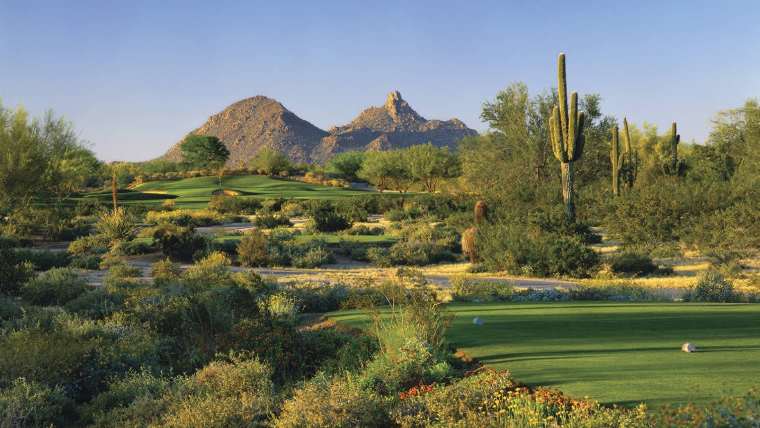 Troon North Golf Club greens, shrubs, tall cactus, mountain in background