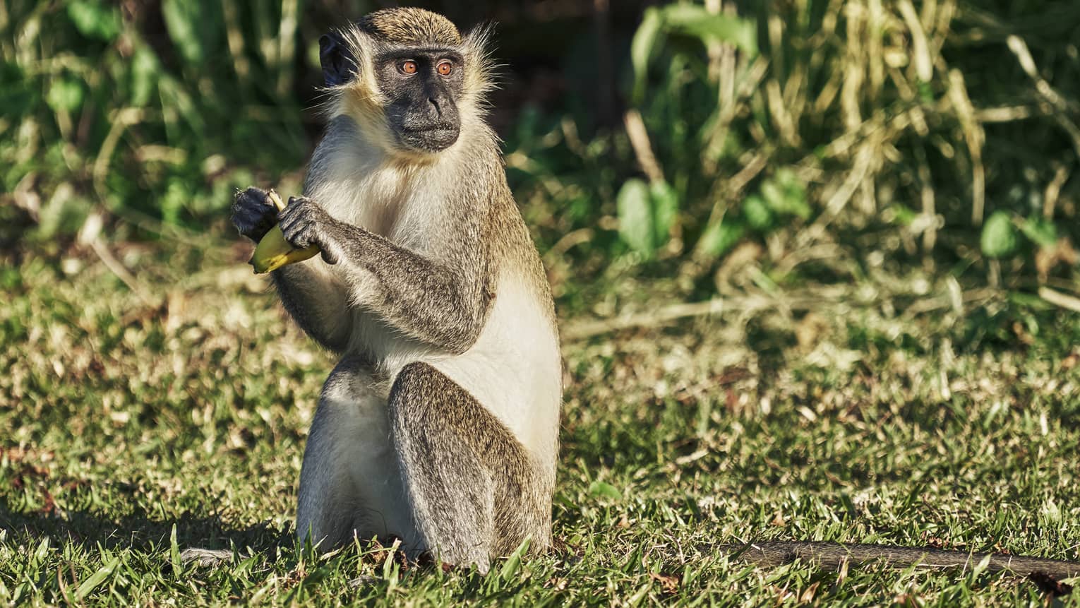 Green vervet monkey