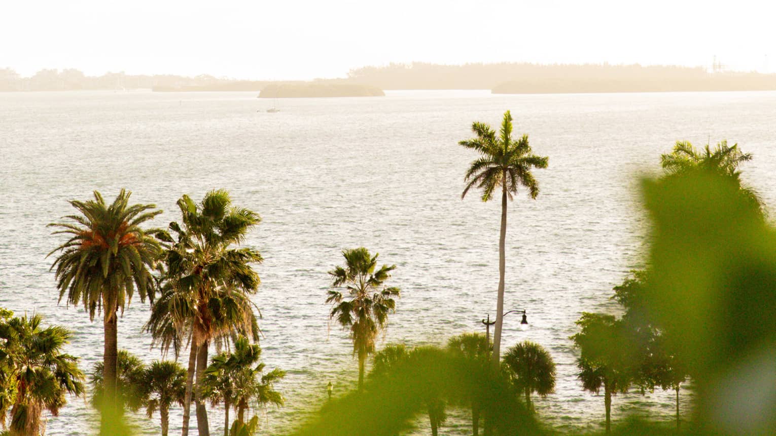 A row of palm trees of varying heights sways next to the water