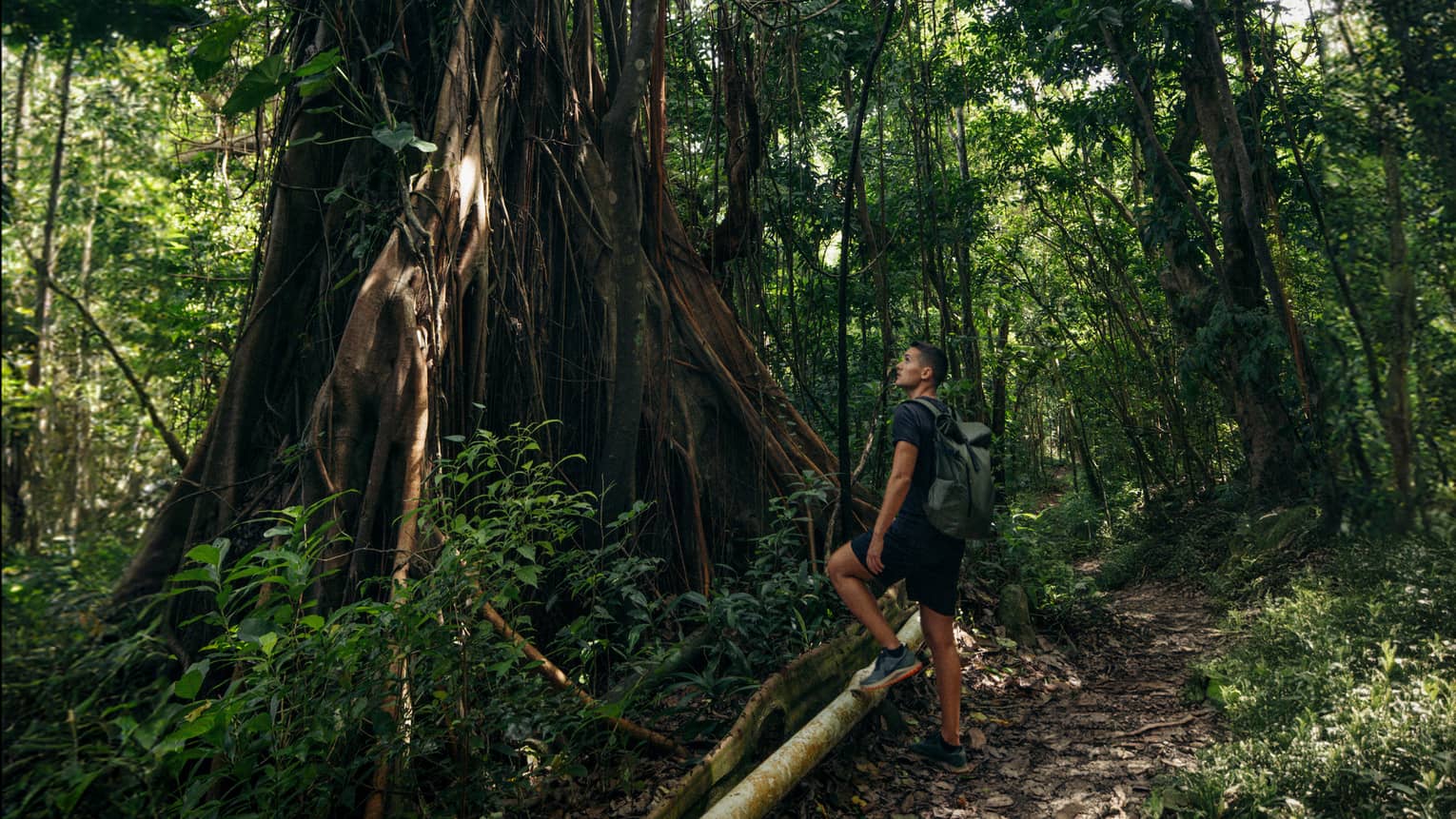 Person stands on the edge of a hiking trail gazing up at a large tree overhead