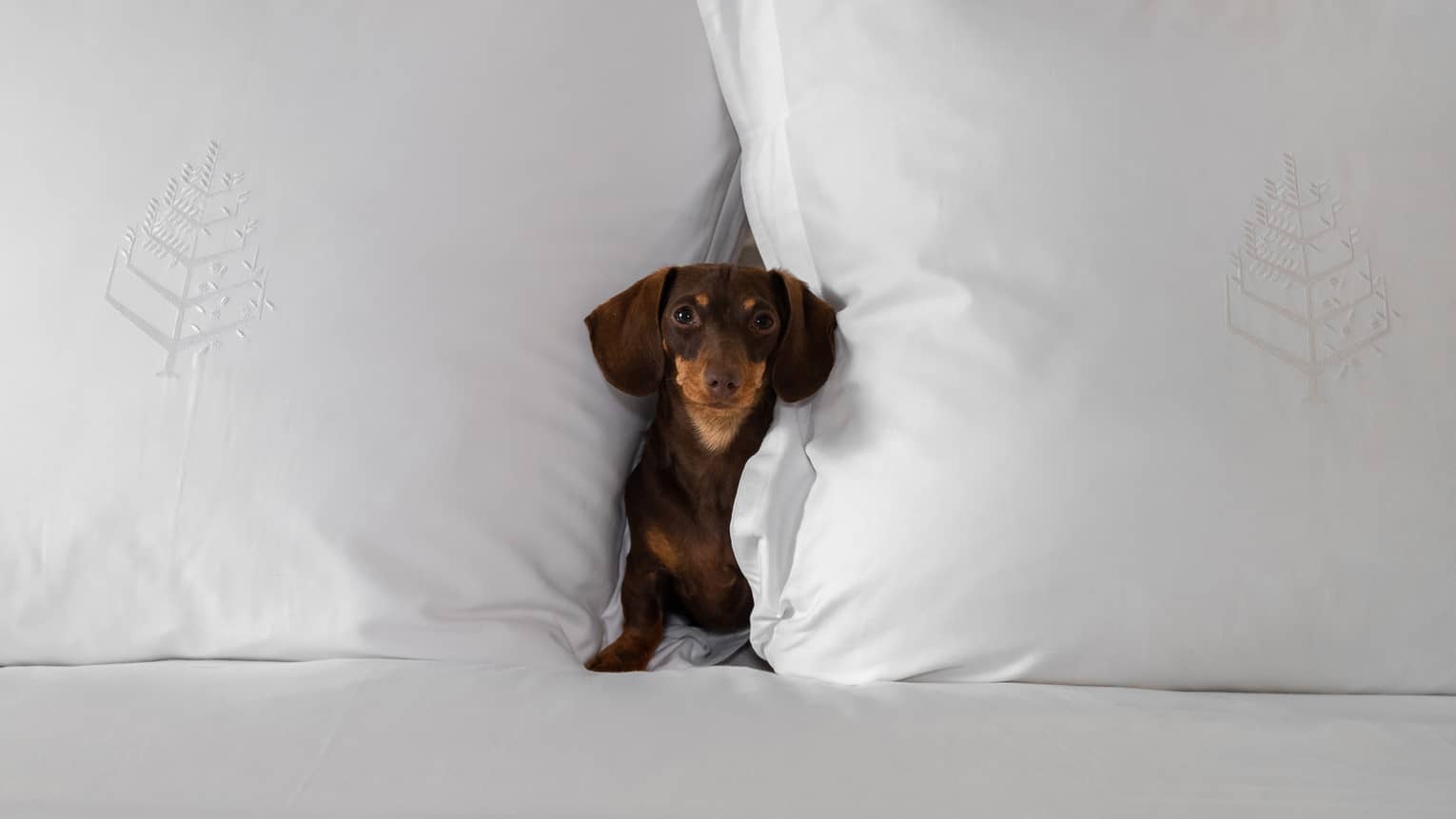 Small brown dachshund nestled between two large white pillows on a bed at the pet-friendly hotel