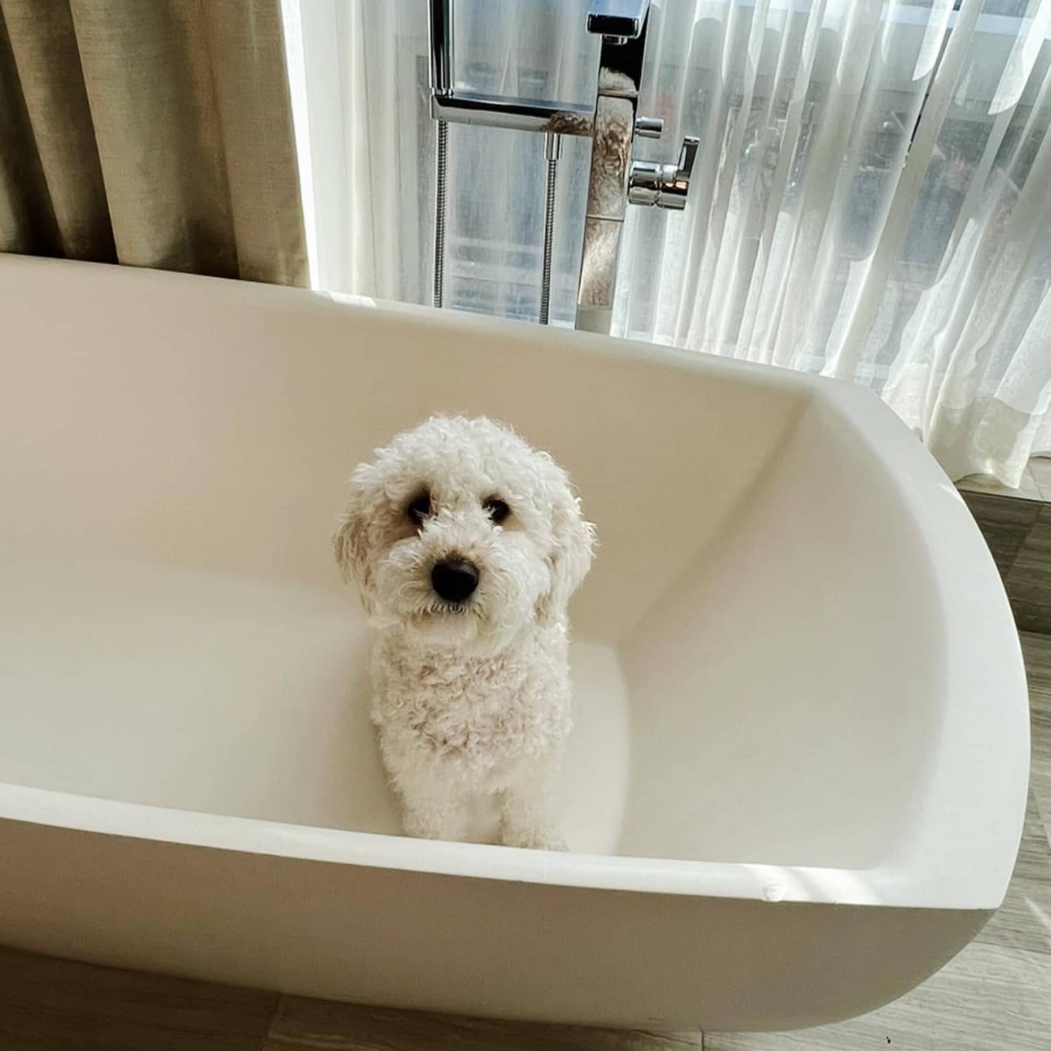 A small white dog sits in a freestanding bathtub by a window
