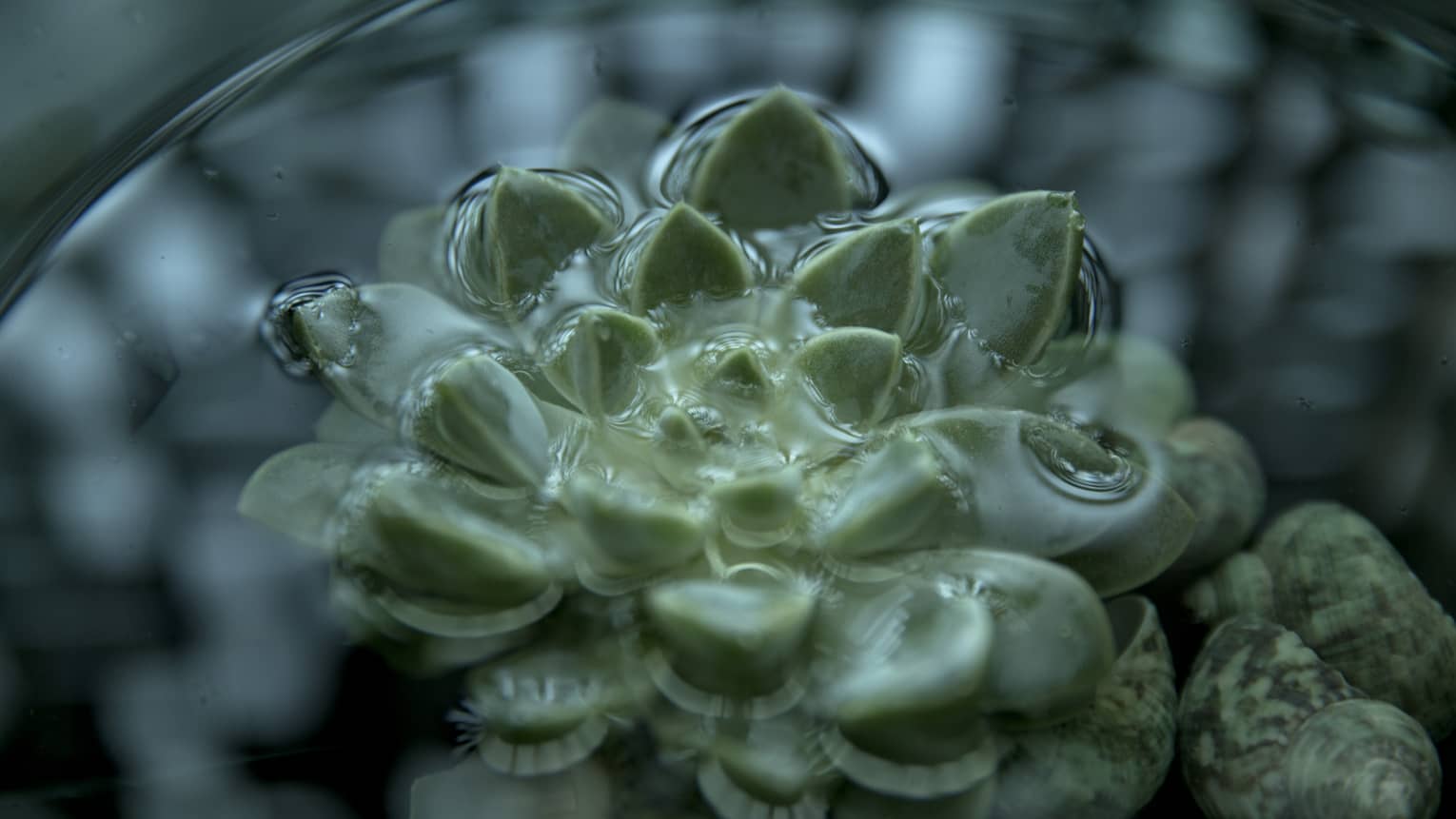 Close up of a green succulent floating in water
