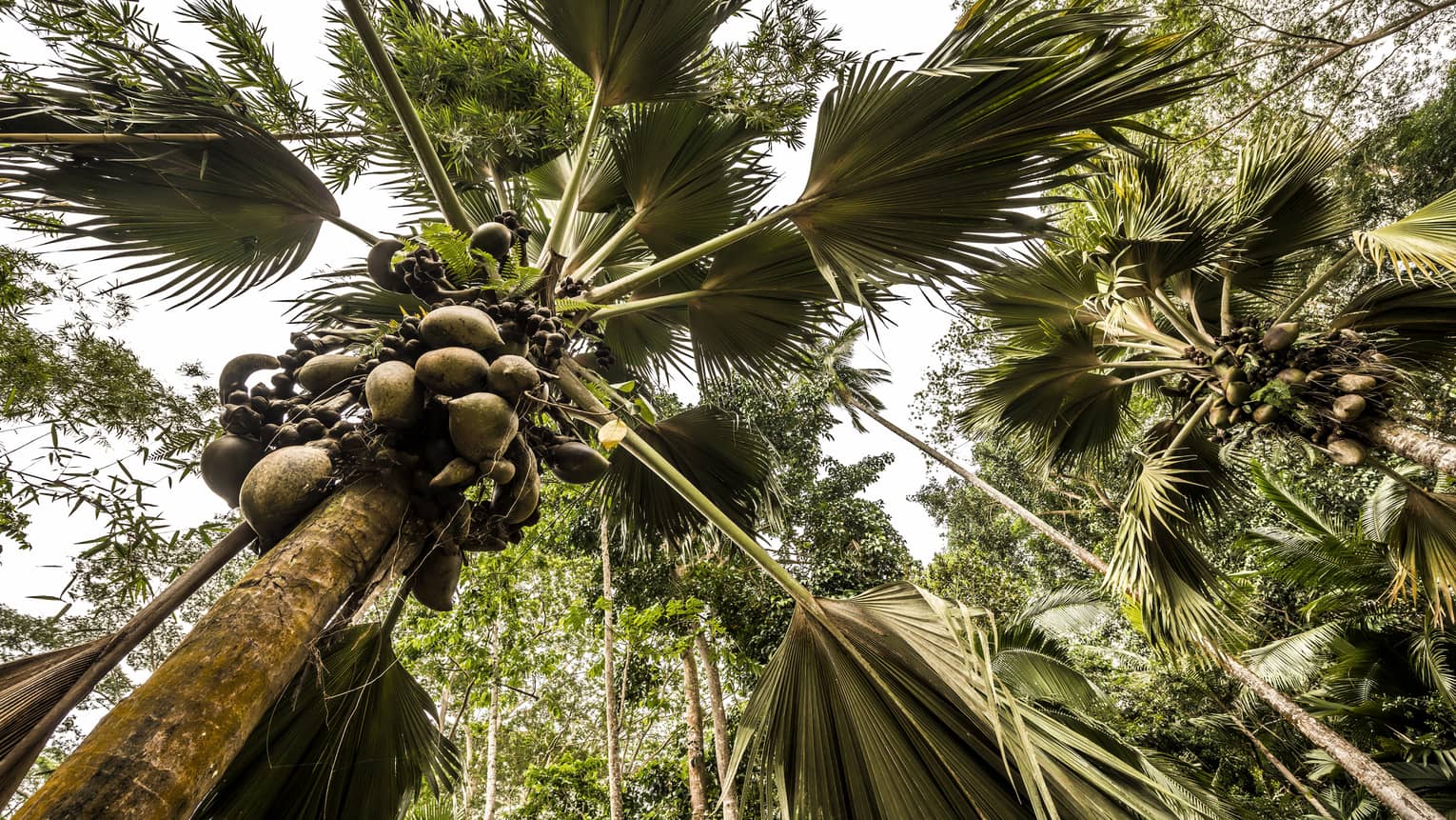 Worm’s-eye view of a grove of lush coconut trees, giant palm fronds forming a canopy over their slender, fruit-laden trunks.