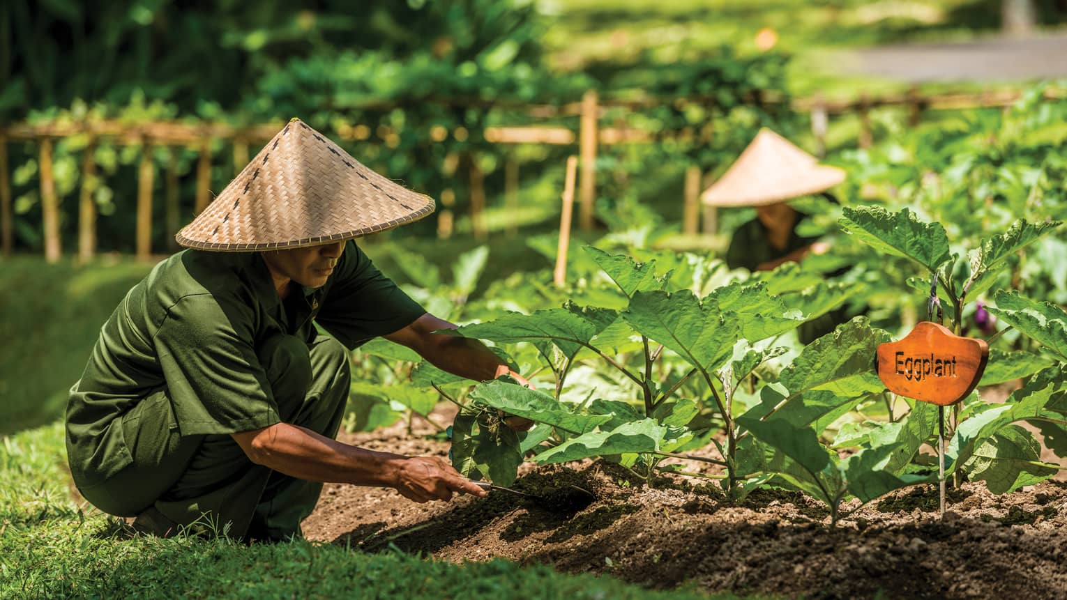 Man in straw farmers hat and casual green uniform kneels over vegetable garden, digs soil under eggplant