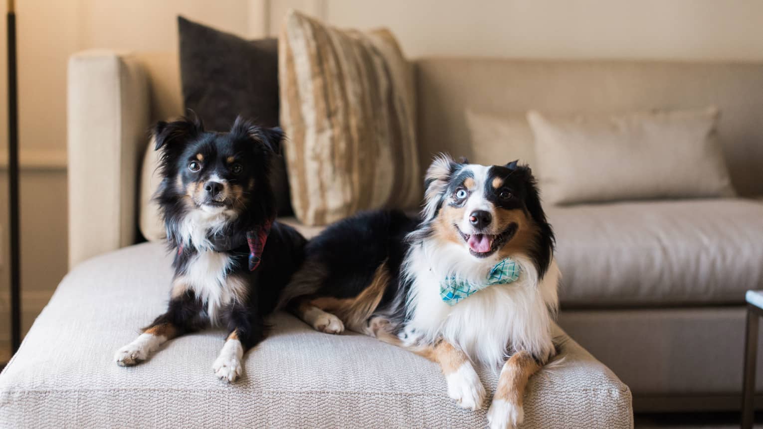Two dogs laying on a sofa.