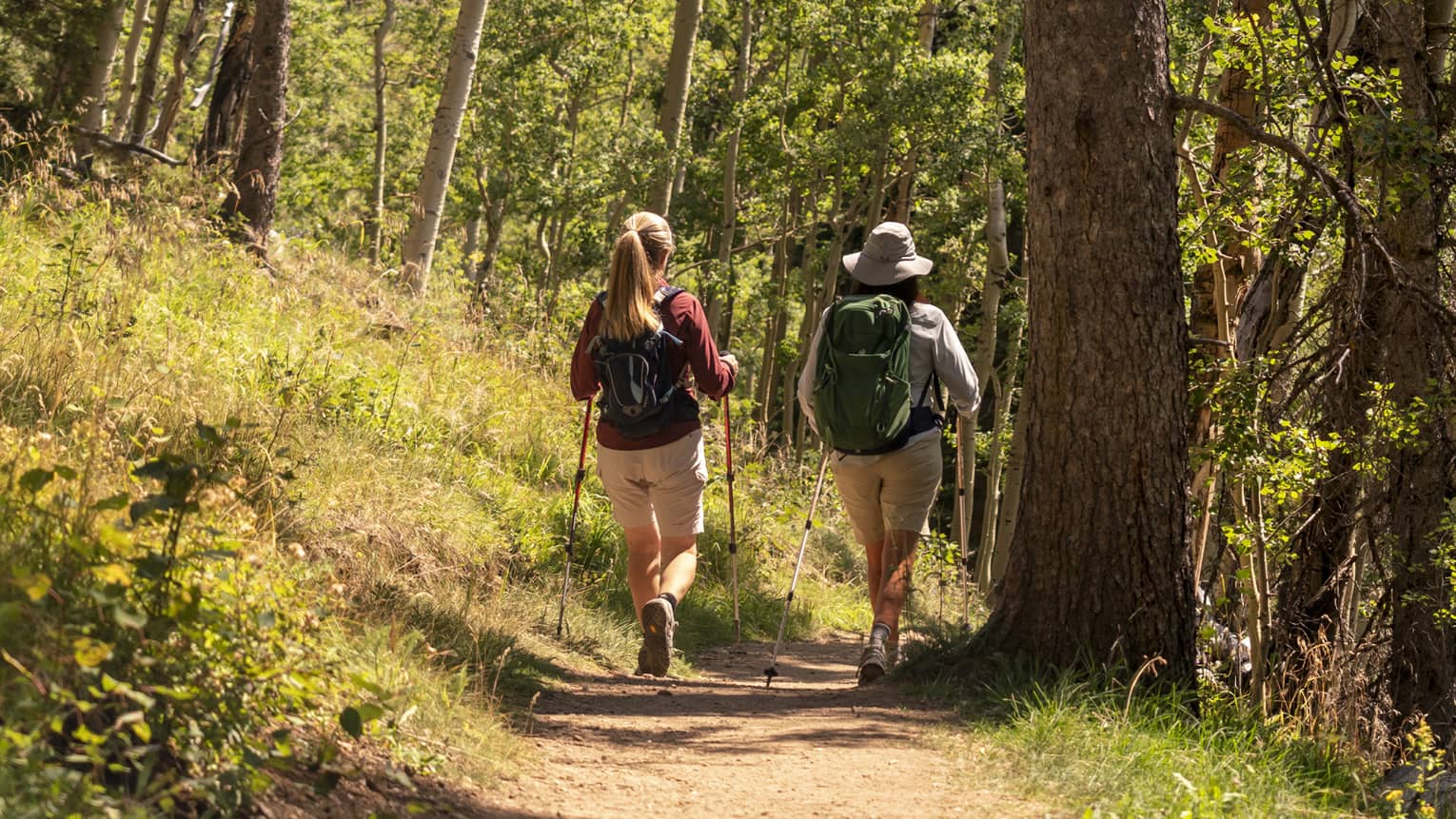 View from behind of two hikers with backpacks and walking poles hiking a sunny path among the tall trees of a boreal forest.