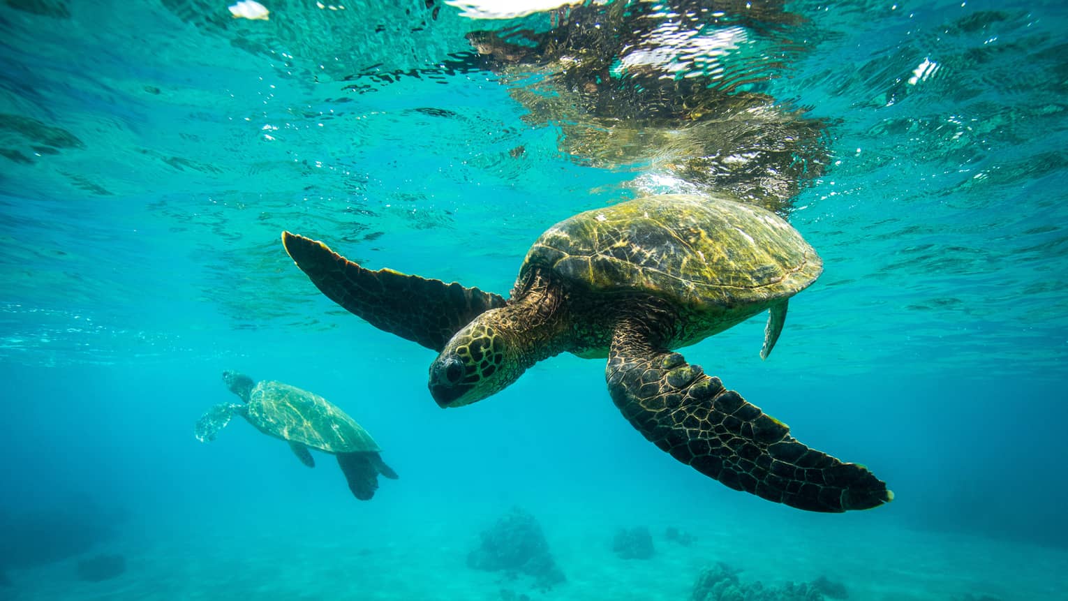 Sea Turtles swimming underwater in Hawaii