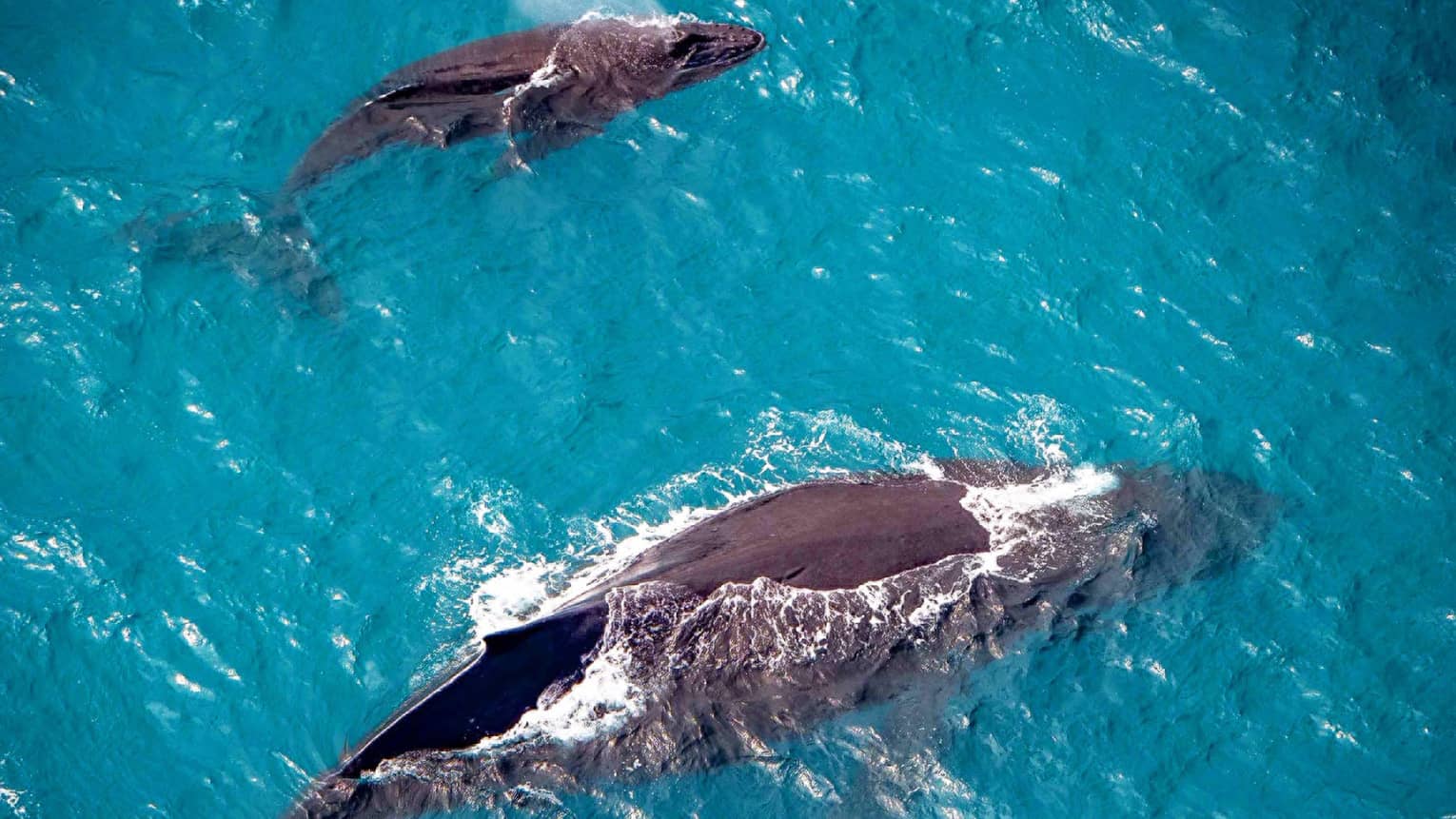 A mother and baby humpback wale swimming from above