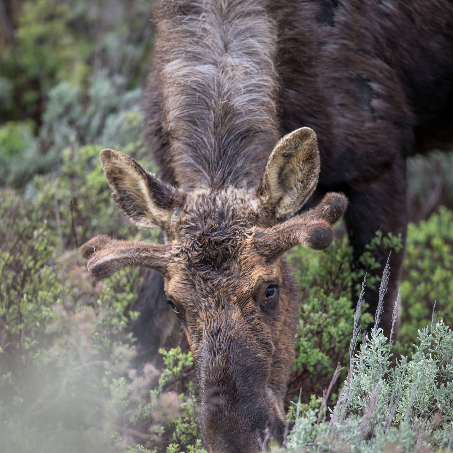 A moose adorned with velvet-soft antlers faces the camera as it grazes in the brush, surrounded by scrubland vegetation.