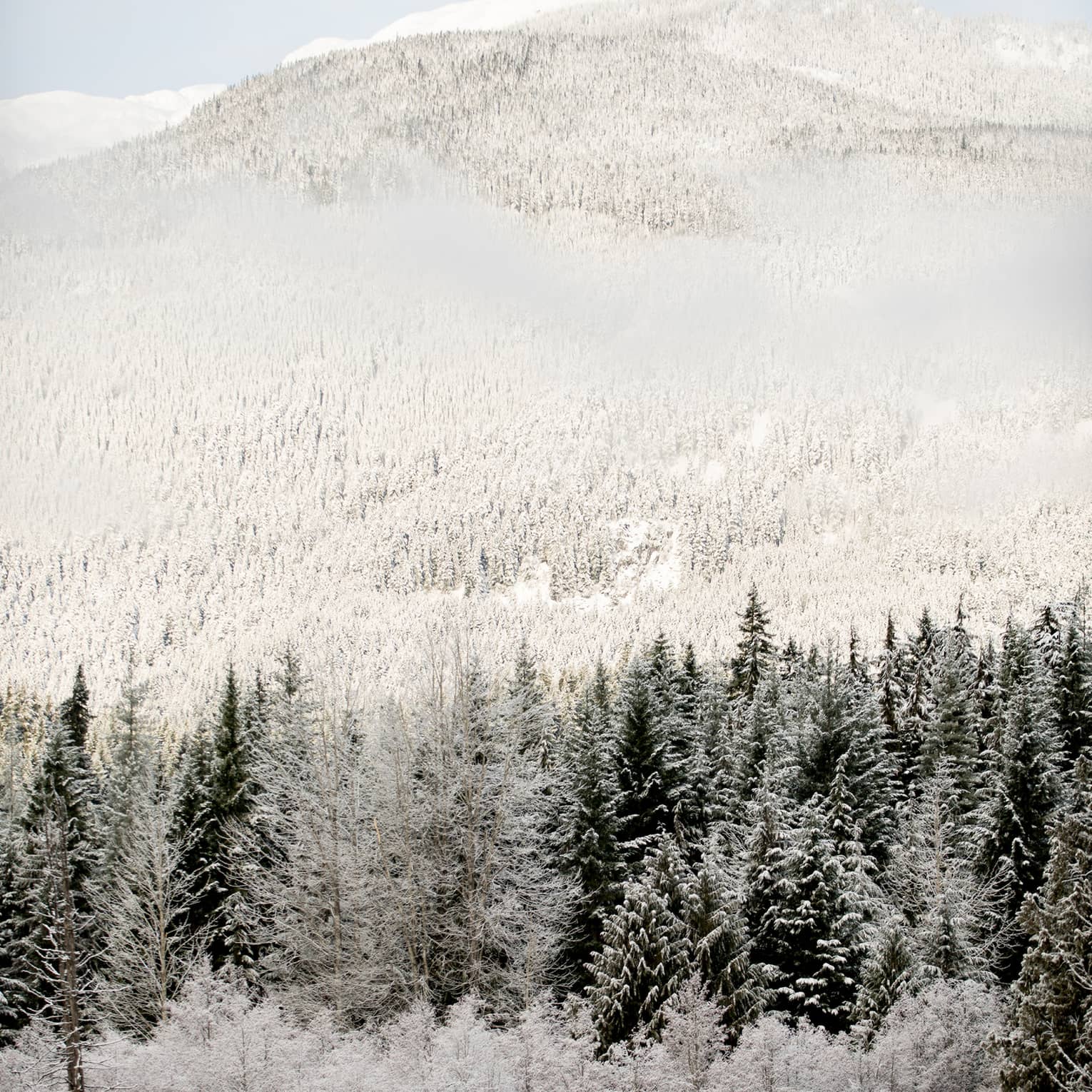 Aerial view of snow-covered mountain and fir trees