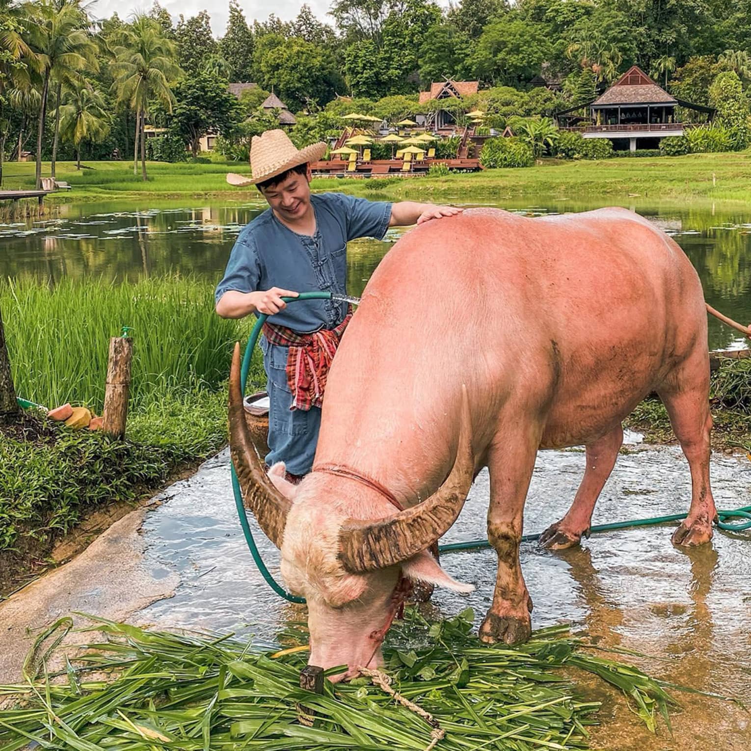 Person washing a light-coloured water buffalo by a pond, surrounded by rice fields and tropical landscape.