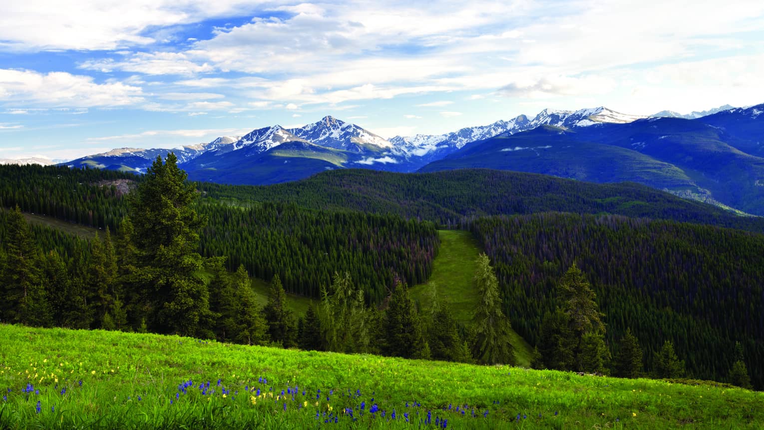 View of the mountains and forest with purple and yellow flowers.