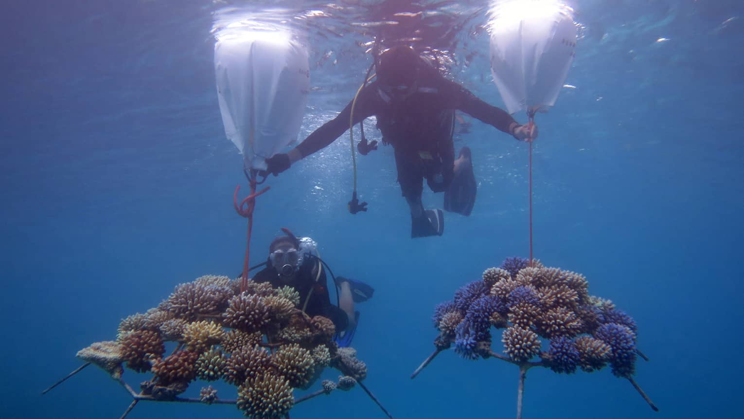 This image depicts two scuba divers in the waters near Four Seasons Resort Maldives at Kuda Huraa, transporting pieces of coral embedded onto coral frames. This image connects to ESG and preserving biodiversity at Four Seasons.