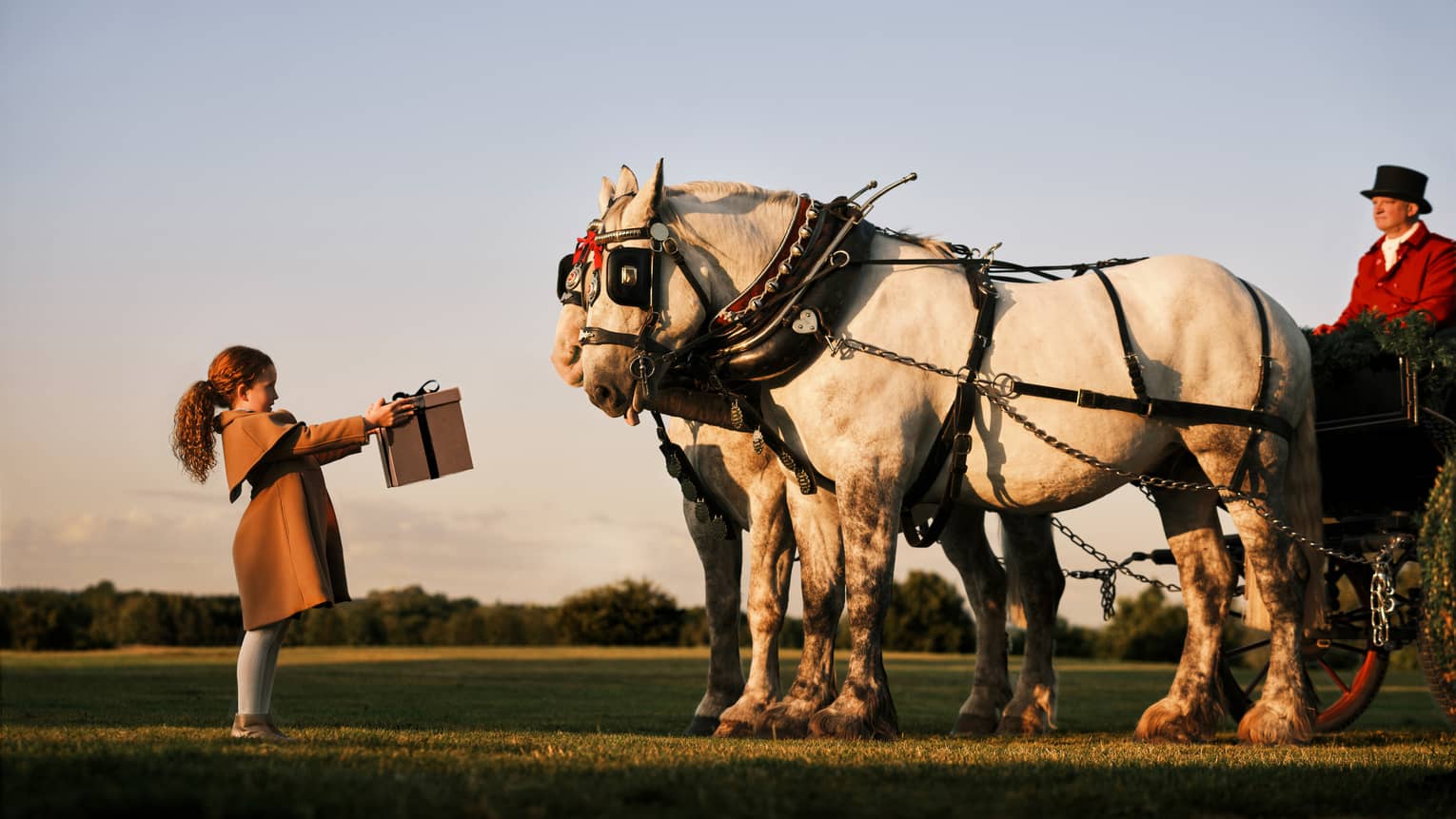 Little girl wearing a brown wool cape coat holds up a present to a pair of white horses pulling a carriage