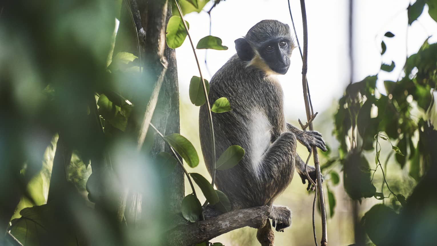 A grey monkey with a black face and white belly sits amid vines and leaves in a tree, looking back directly at the camera.