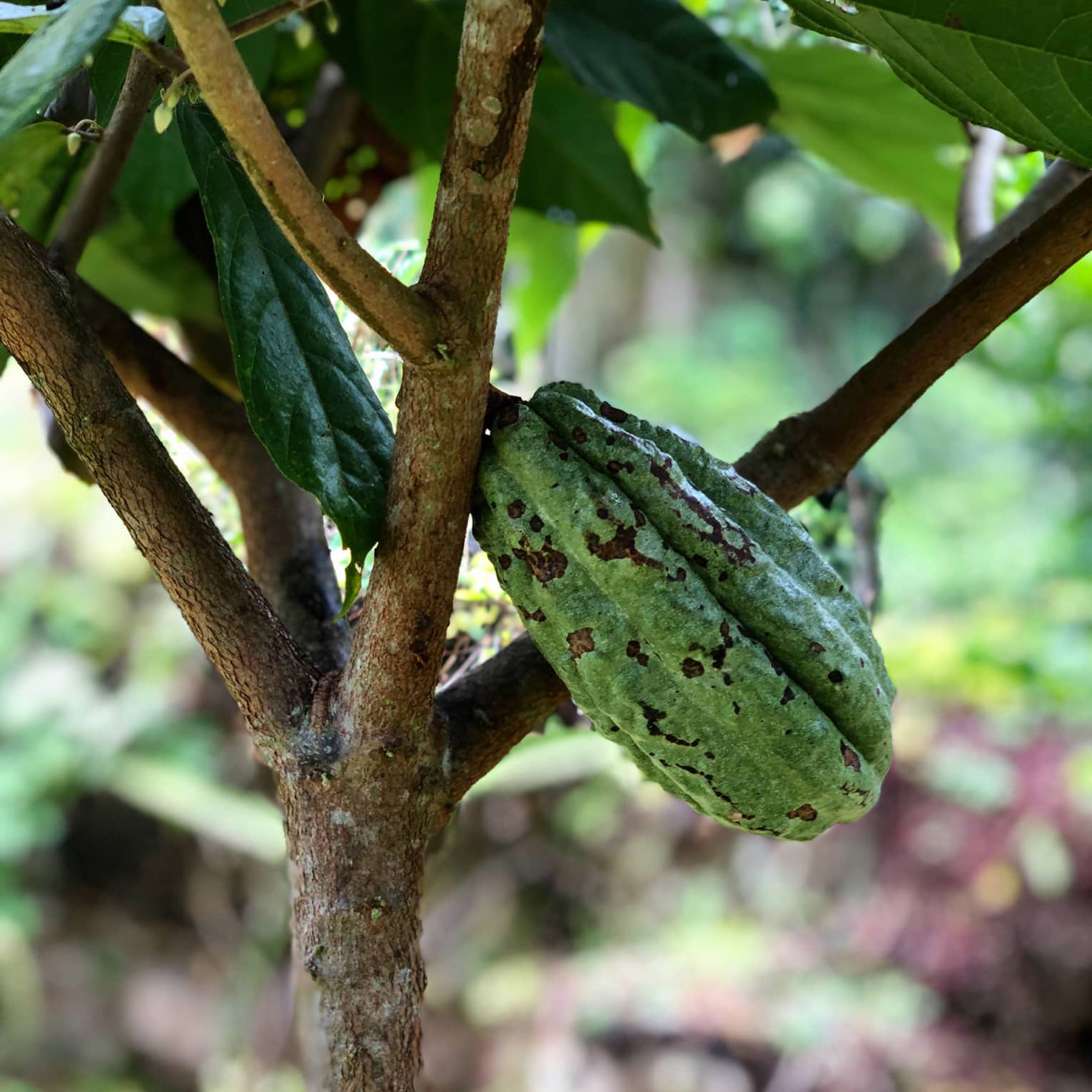Cocao growing on a tree