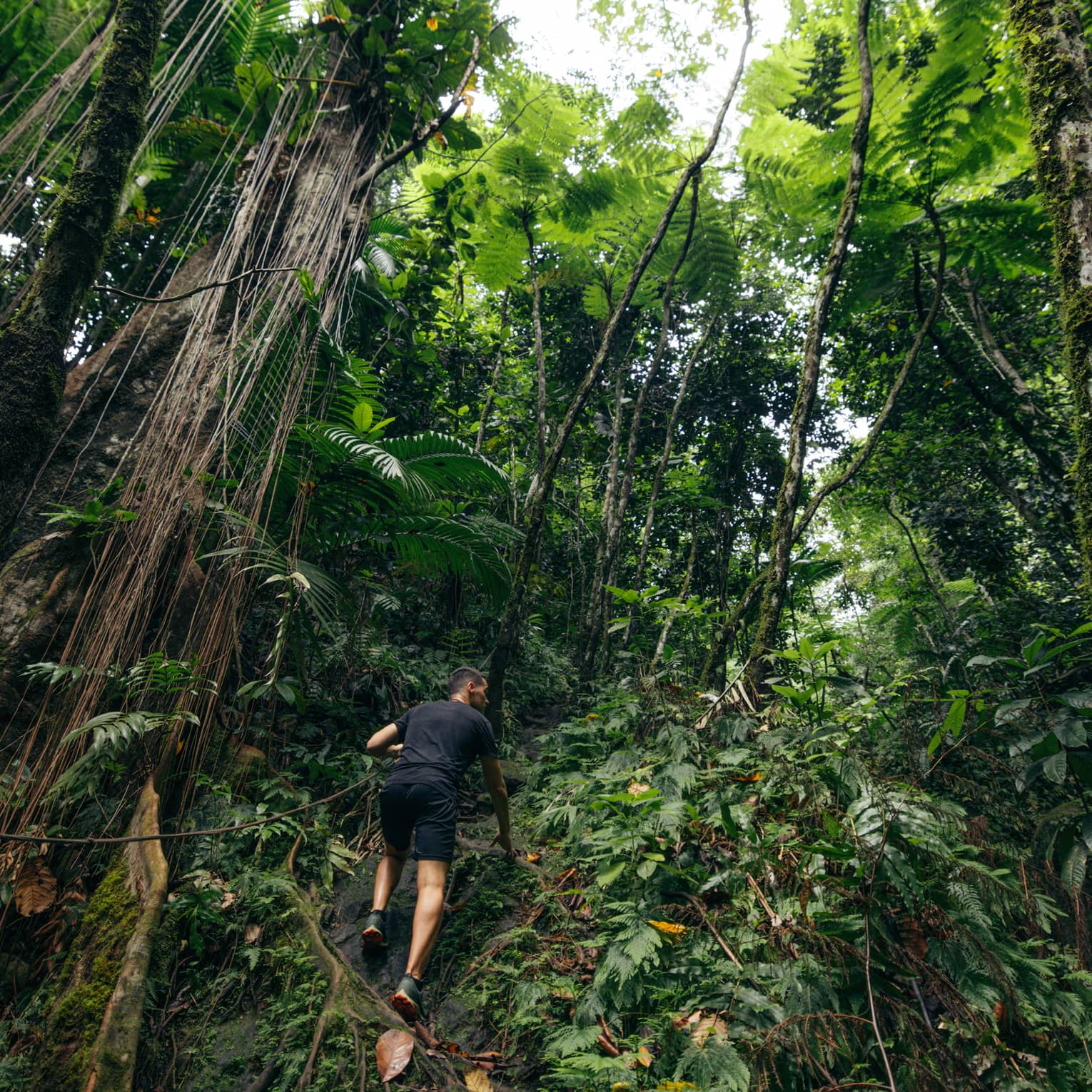 A person climbing up a mountain surrounded by trees