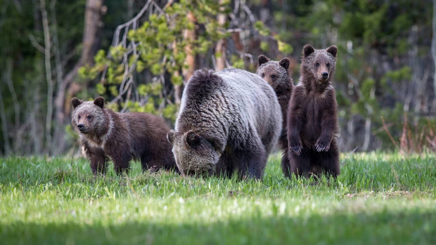 Bears with three bear cubs in green field
