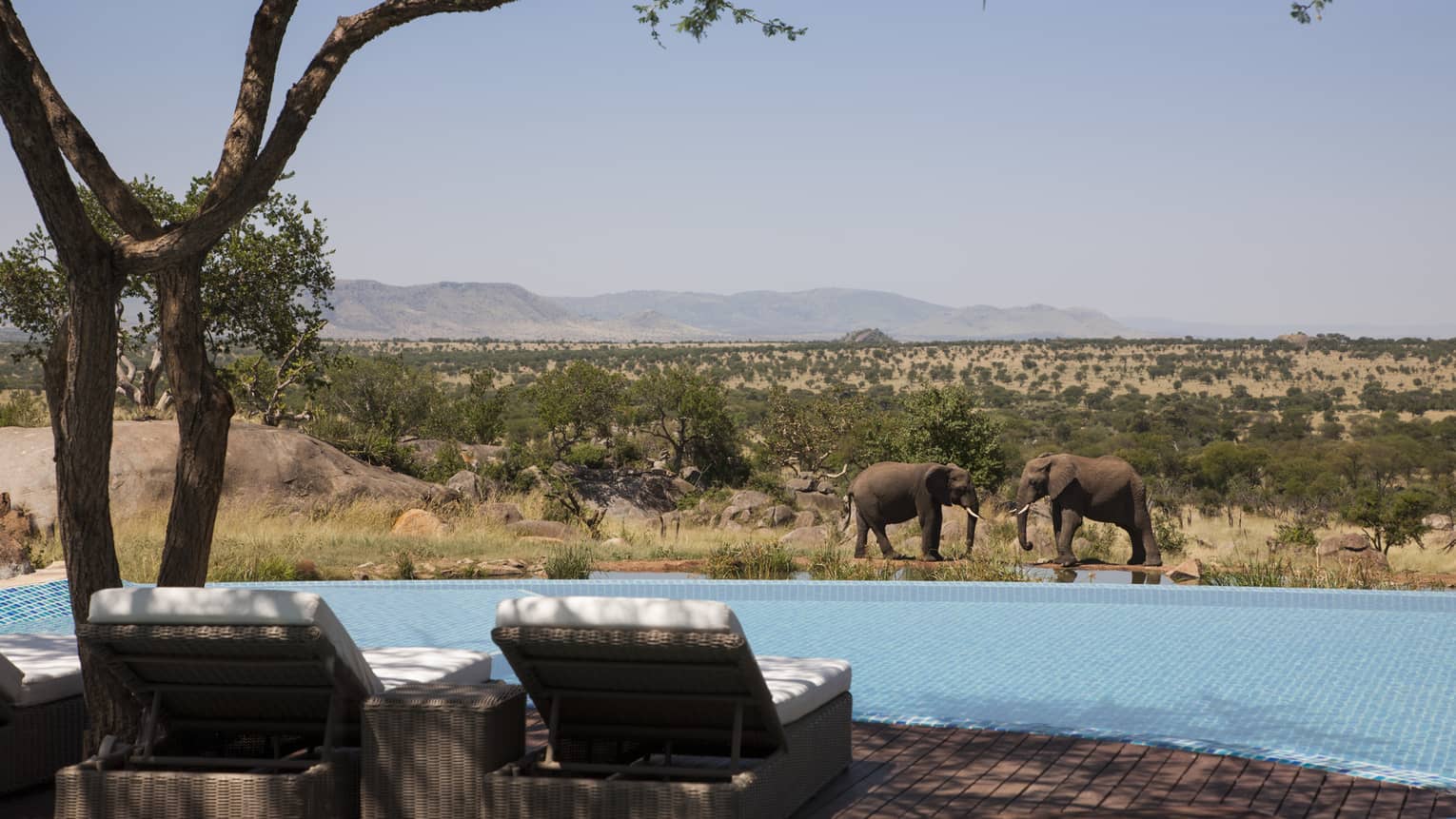 Back of two lounge chairs in front of swimming pool, elephants in background