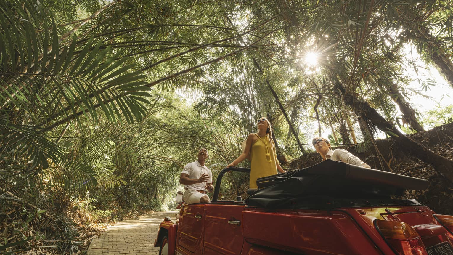 A guide and two guests in a Jeep parked on a brick trail look skyward as sunlight filters through a canopy of palm fronds.