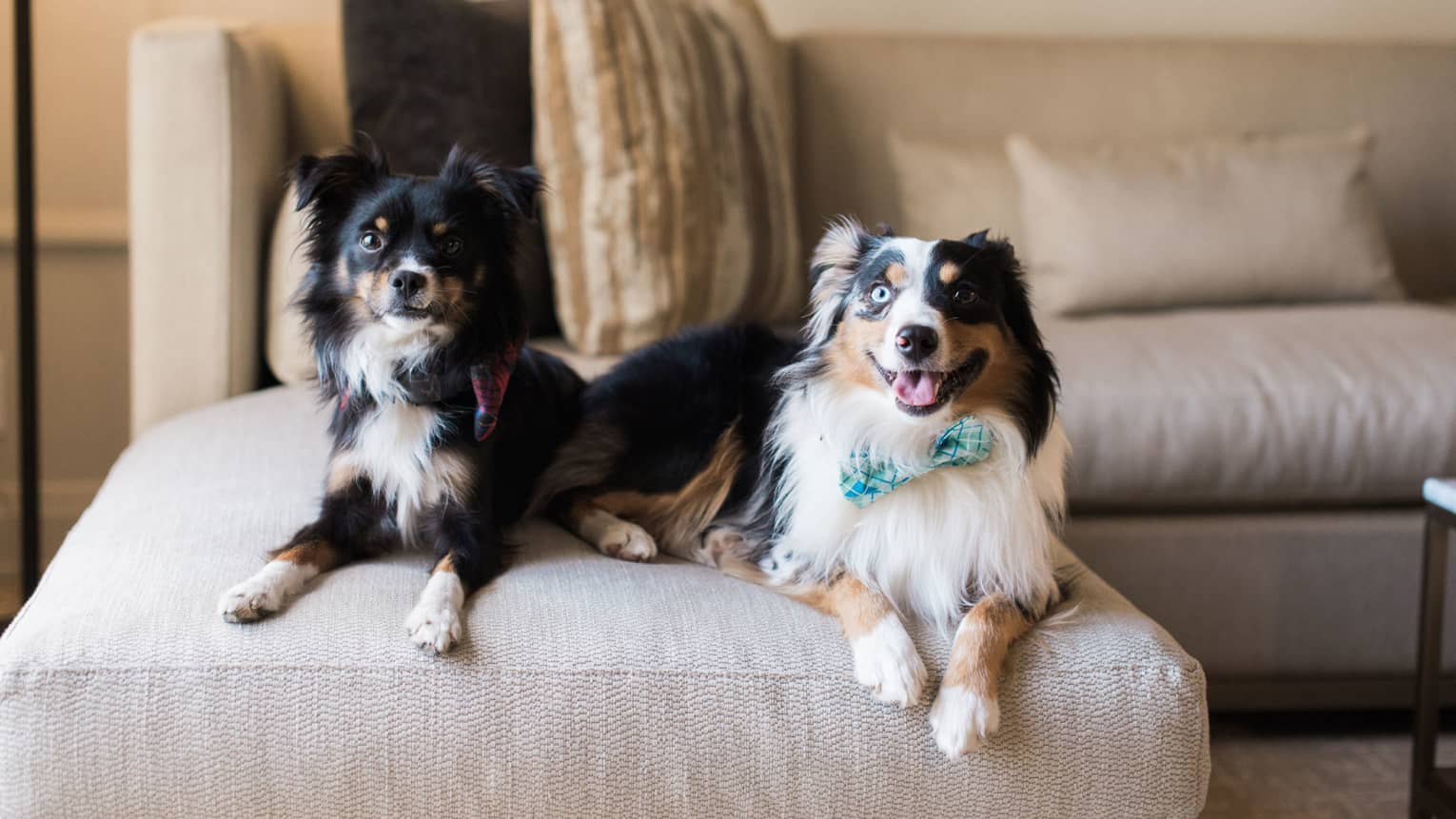 Two dogs laying on a sofa.