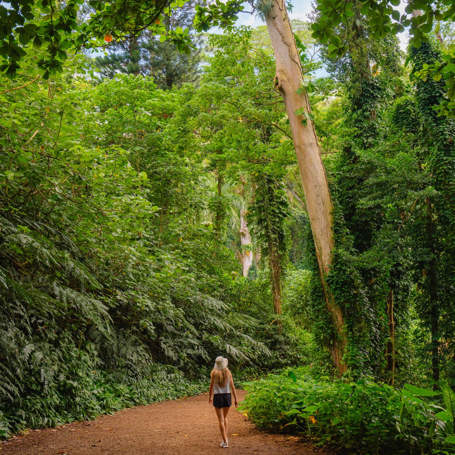 A woman walks through tropical rainforest on path
