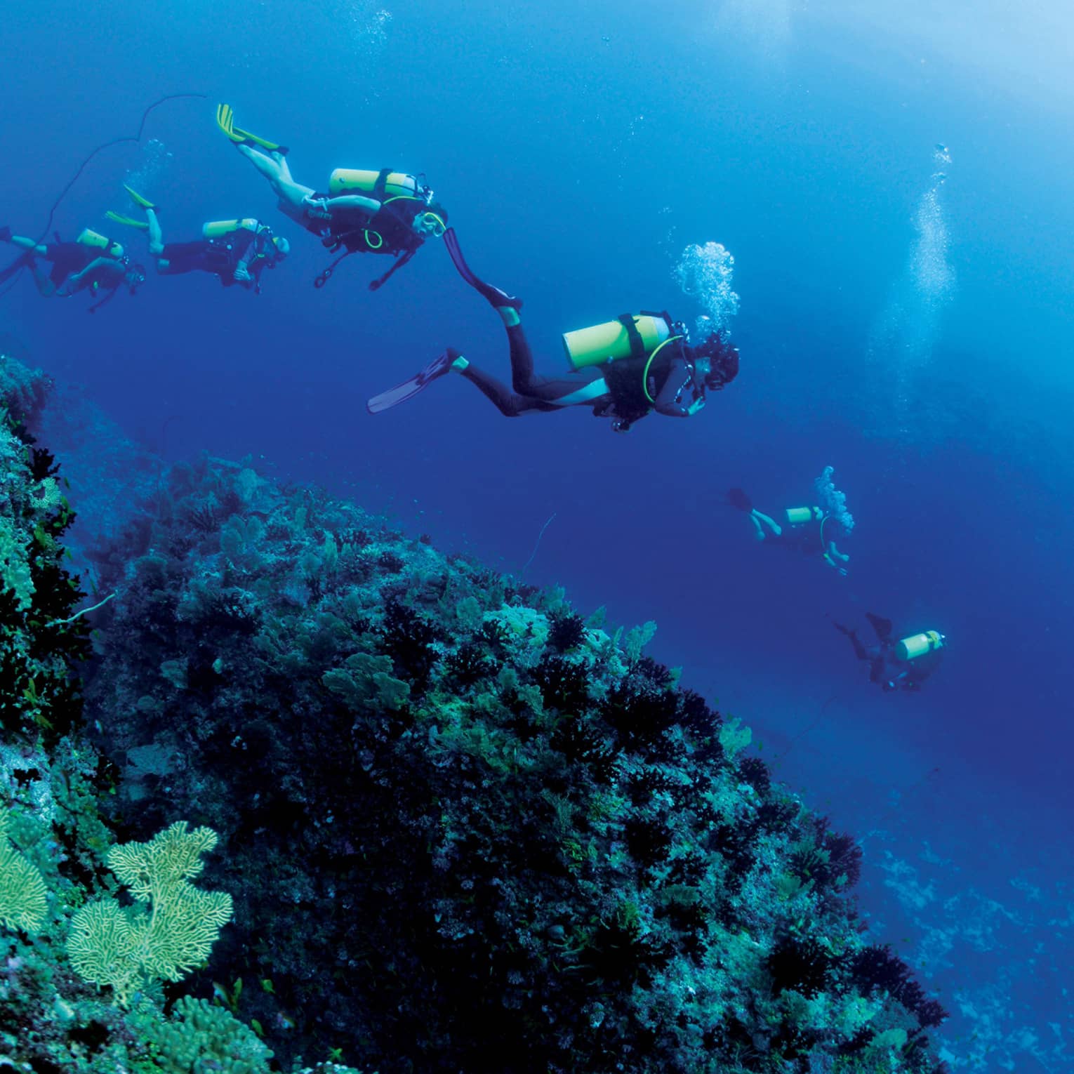 Group of scuba divers explore ocean coral reef underwater