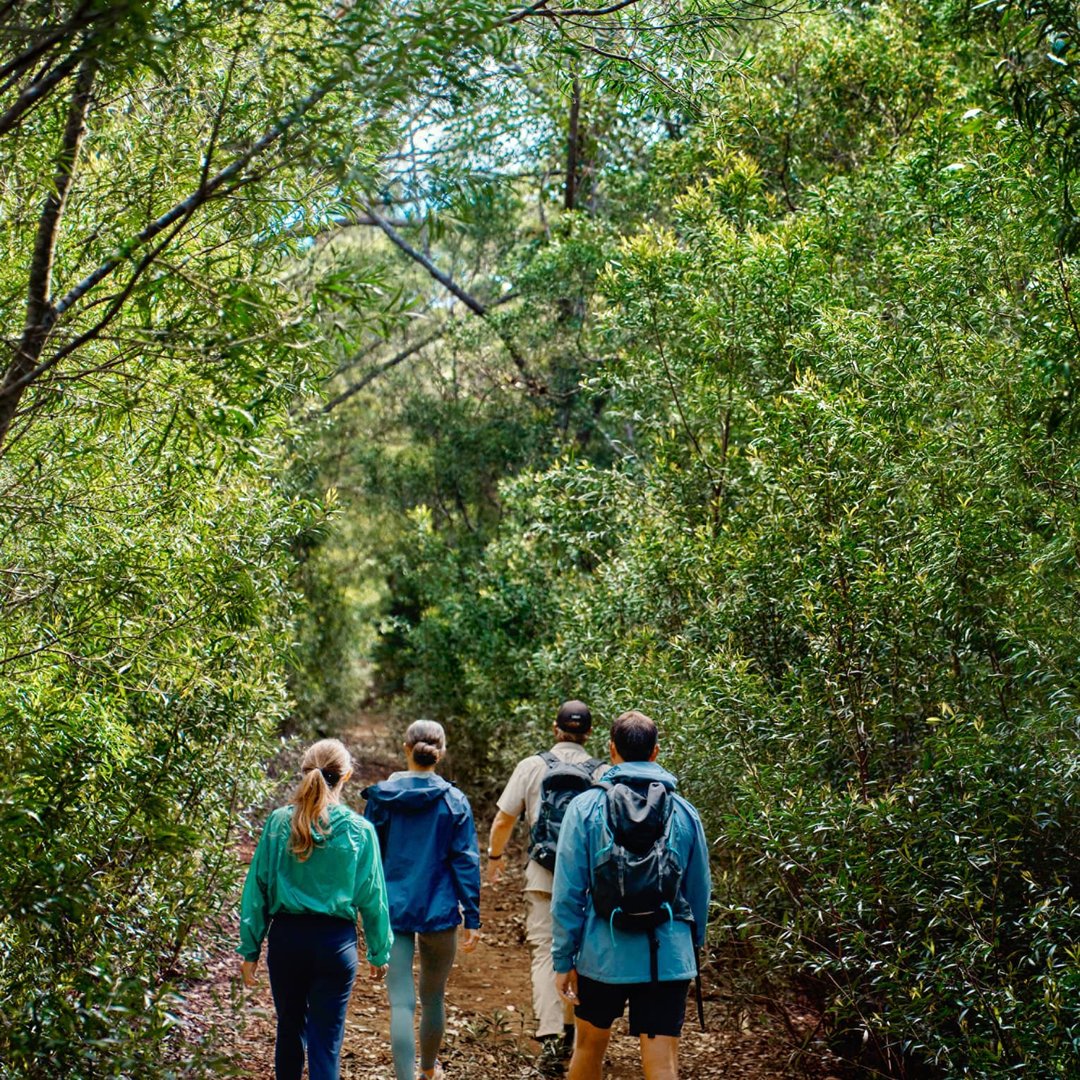 Rear view of four hikers walking along a dirt path in a dense forest, the clear blue sky peaking through the trees overhead.