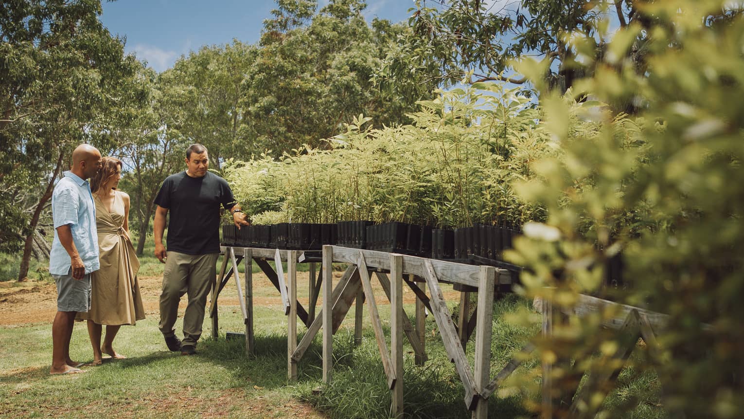 Surrounded by trees beneath a blue sky, a couple and their guide survey sandalwood plants growing in planters on wood tables.