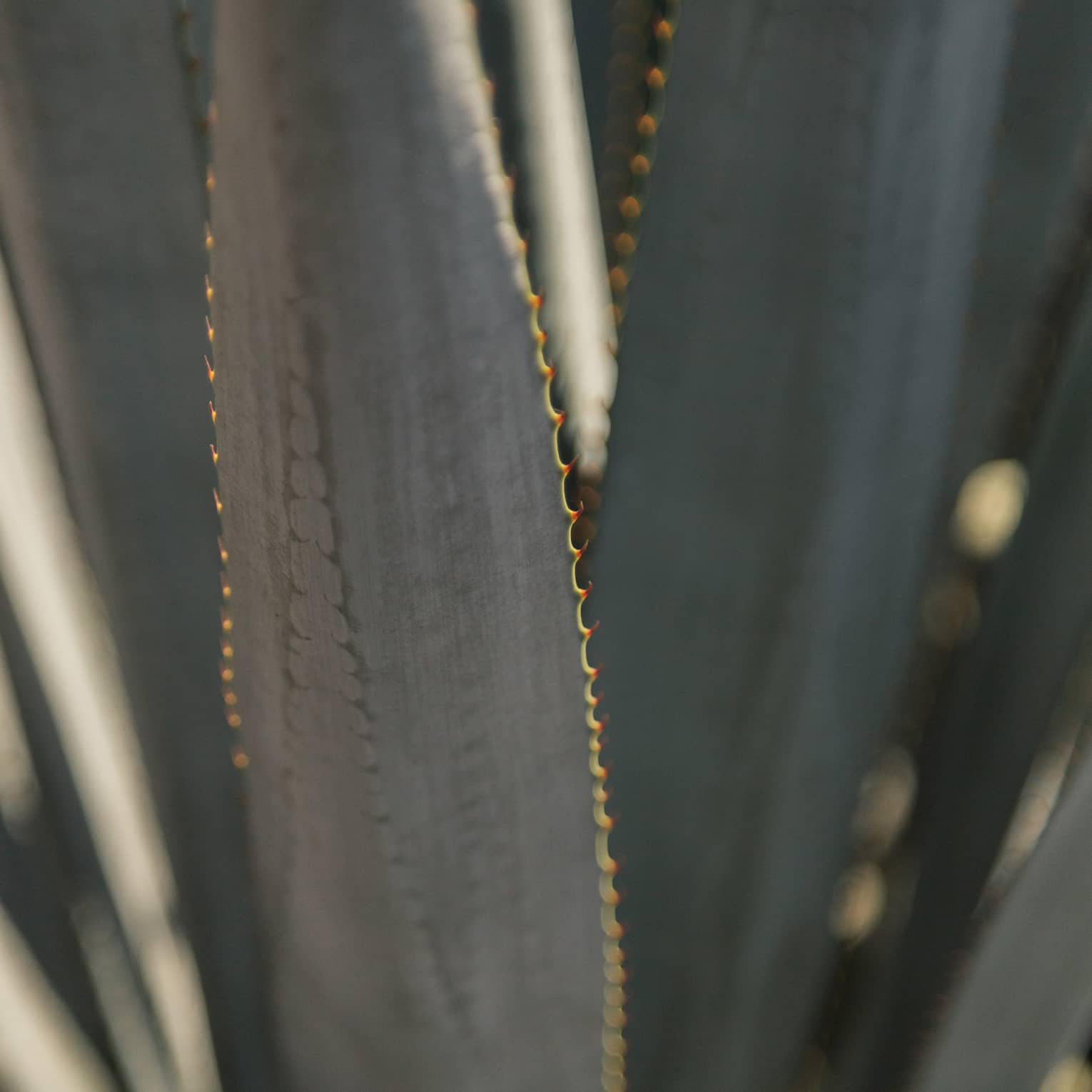 Close-up of long, narrow agave plant leaves with gold serrated edges and a gradient of green and grey colours.