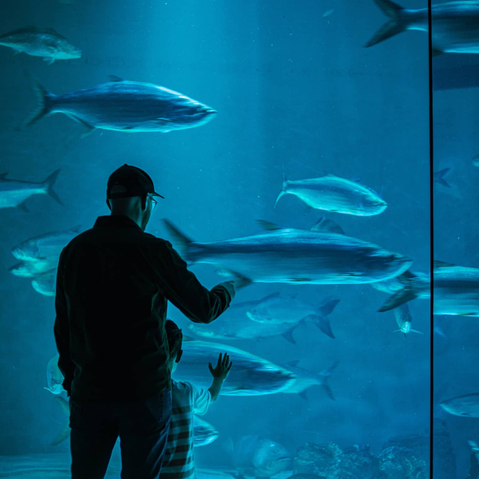 View from behind of an adult and child gazing at large fish in blue water through a floor-to-ceiling aquarium glass wall.