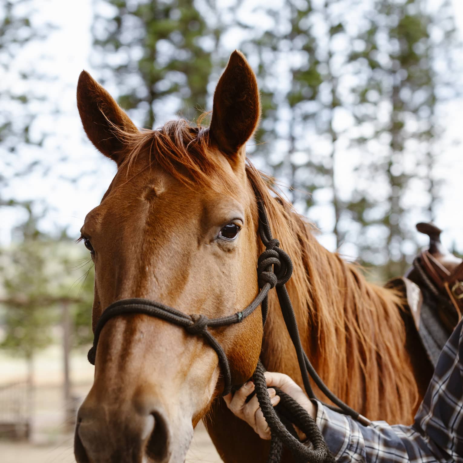 Ears alert but relaxed, a glossy, chestnut-coloured horse gazes gently forward as a tartan-clad arm holds its reins.