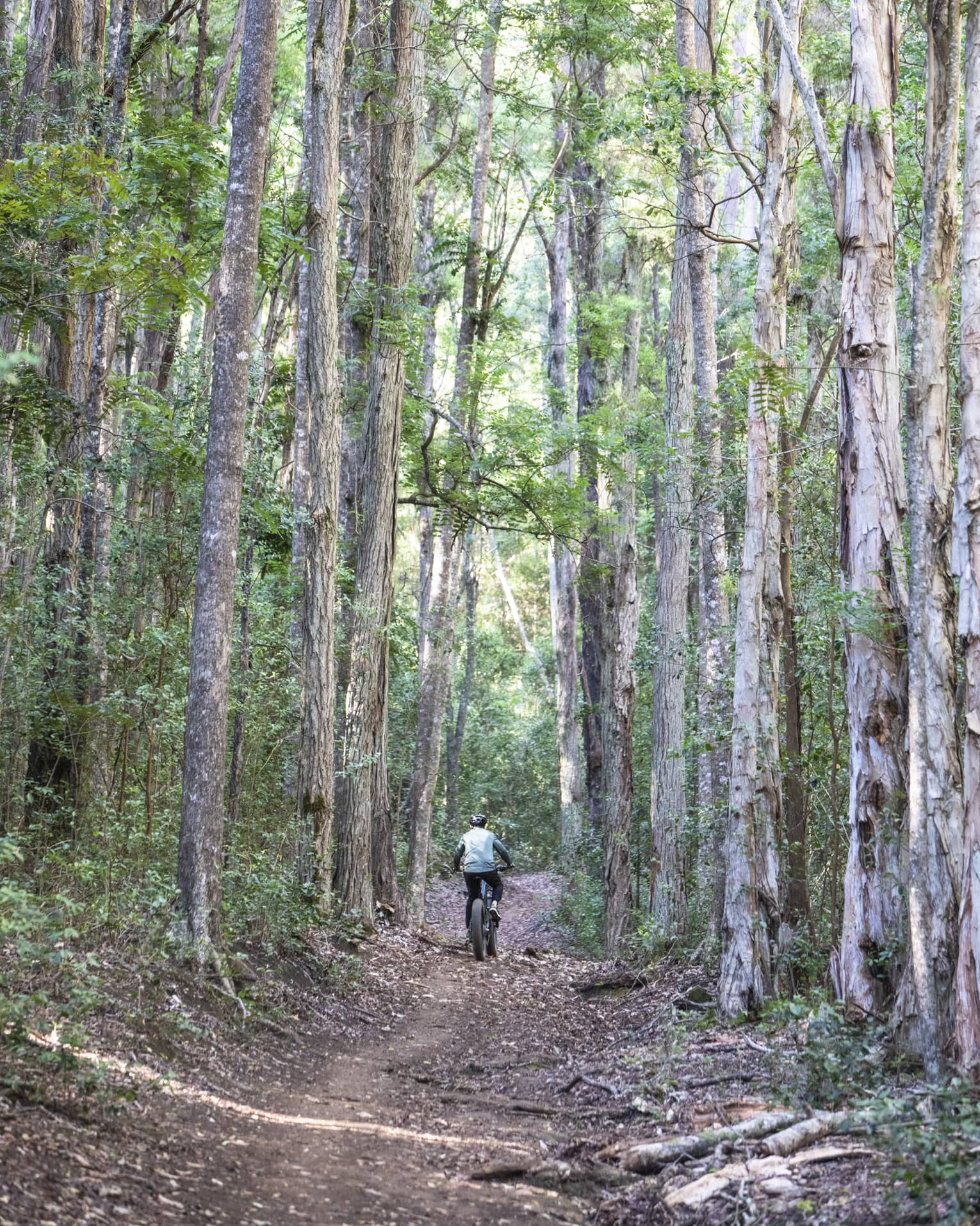 Rear view of person riding a mountain bike on a hard-packed dirt trail bordered by towering trees and dense vegetation.