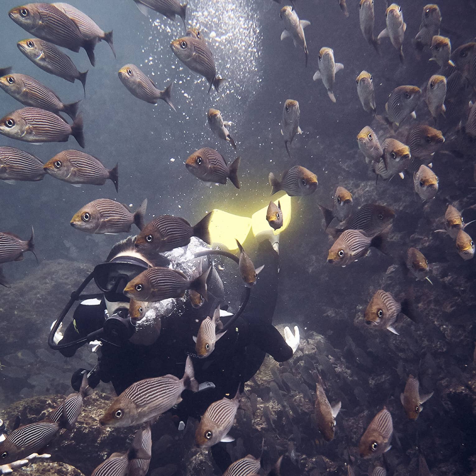 A scuba diver surrounded by fish.