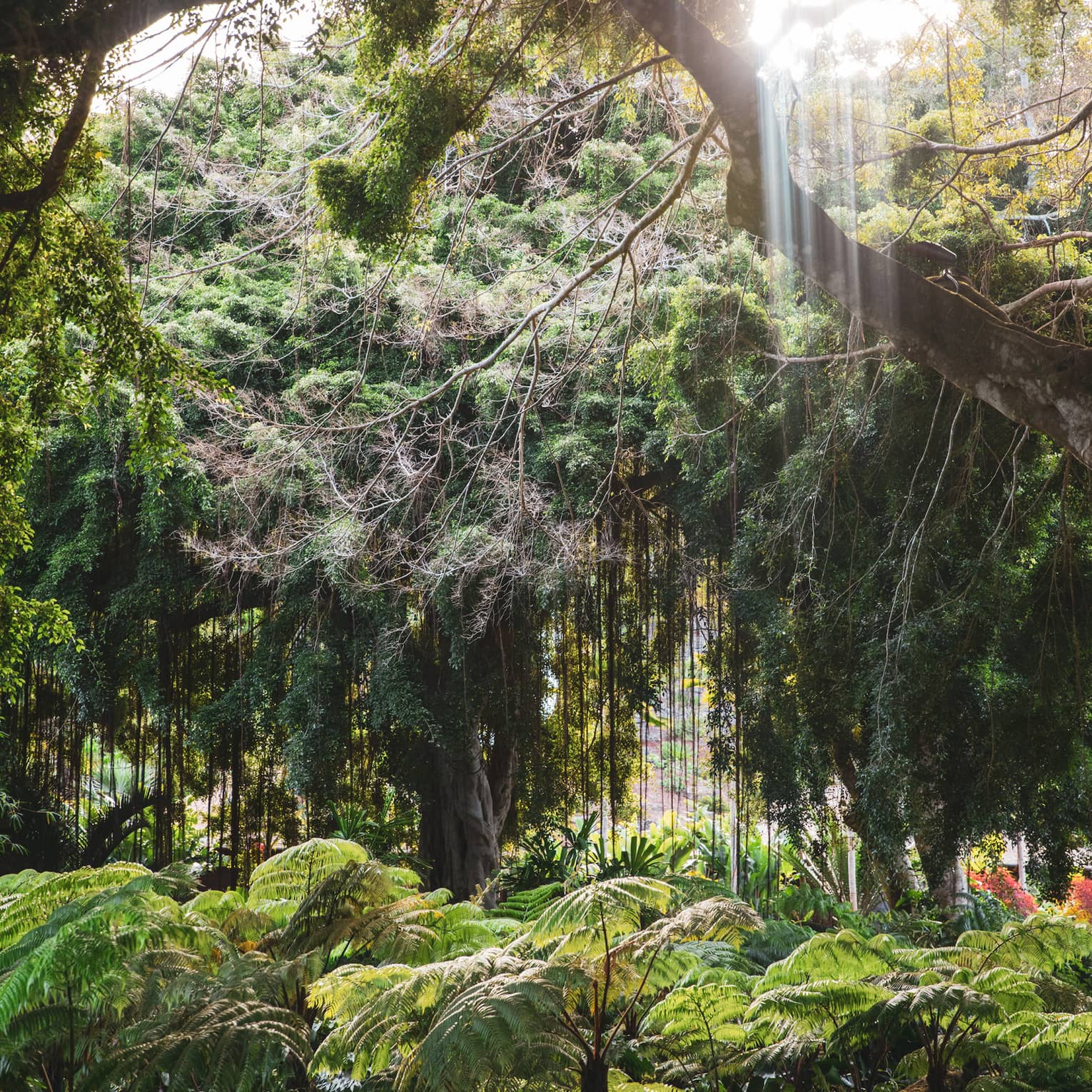 The sun streams down in vertical rays into a leafy rainforest that features an impressive variety of trees and ferns.