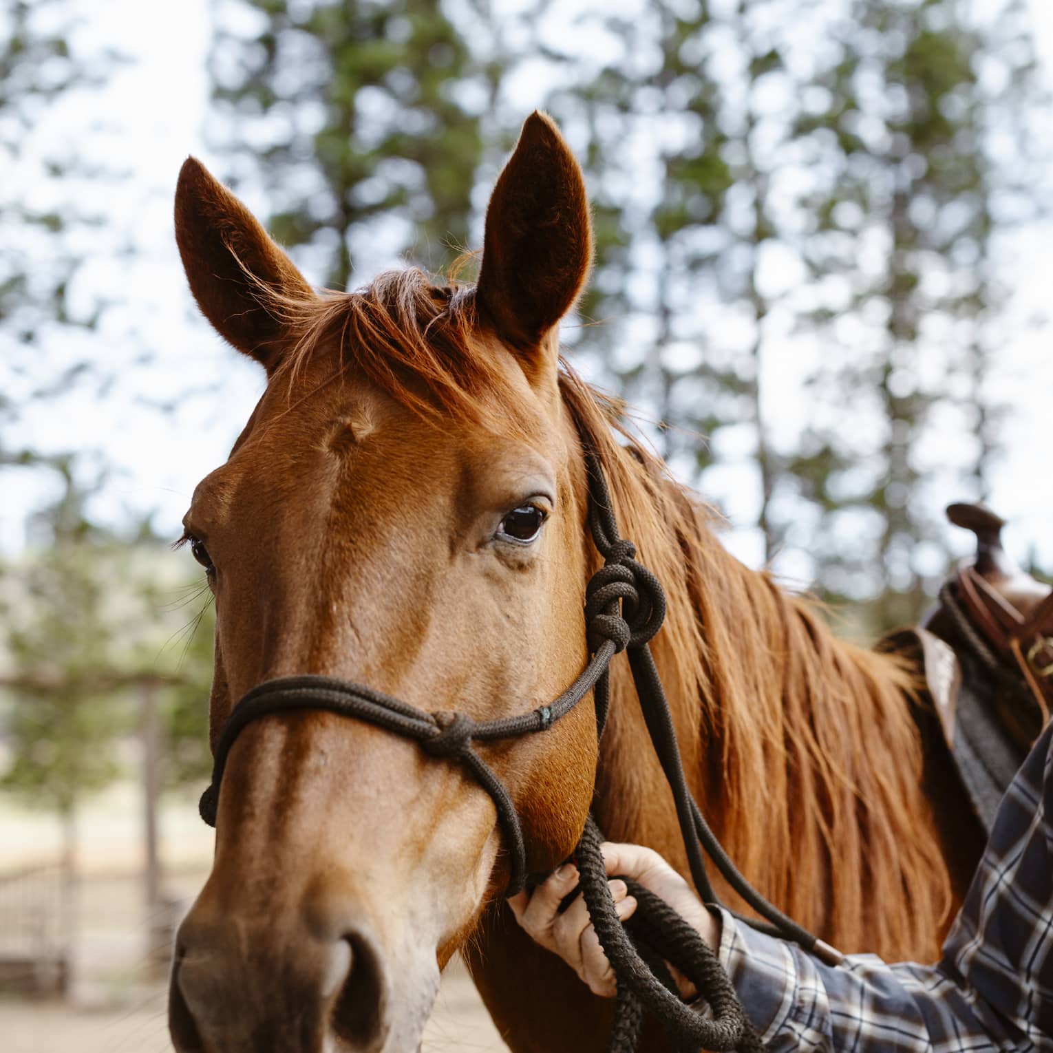 Ears alert but relaxed, a glossy, chestnut-coloured horse gazes gently forward as a tartan-clad arm holds its reins.