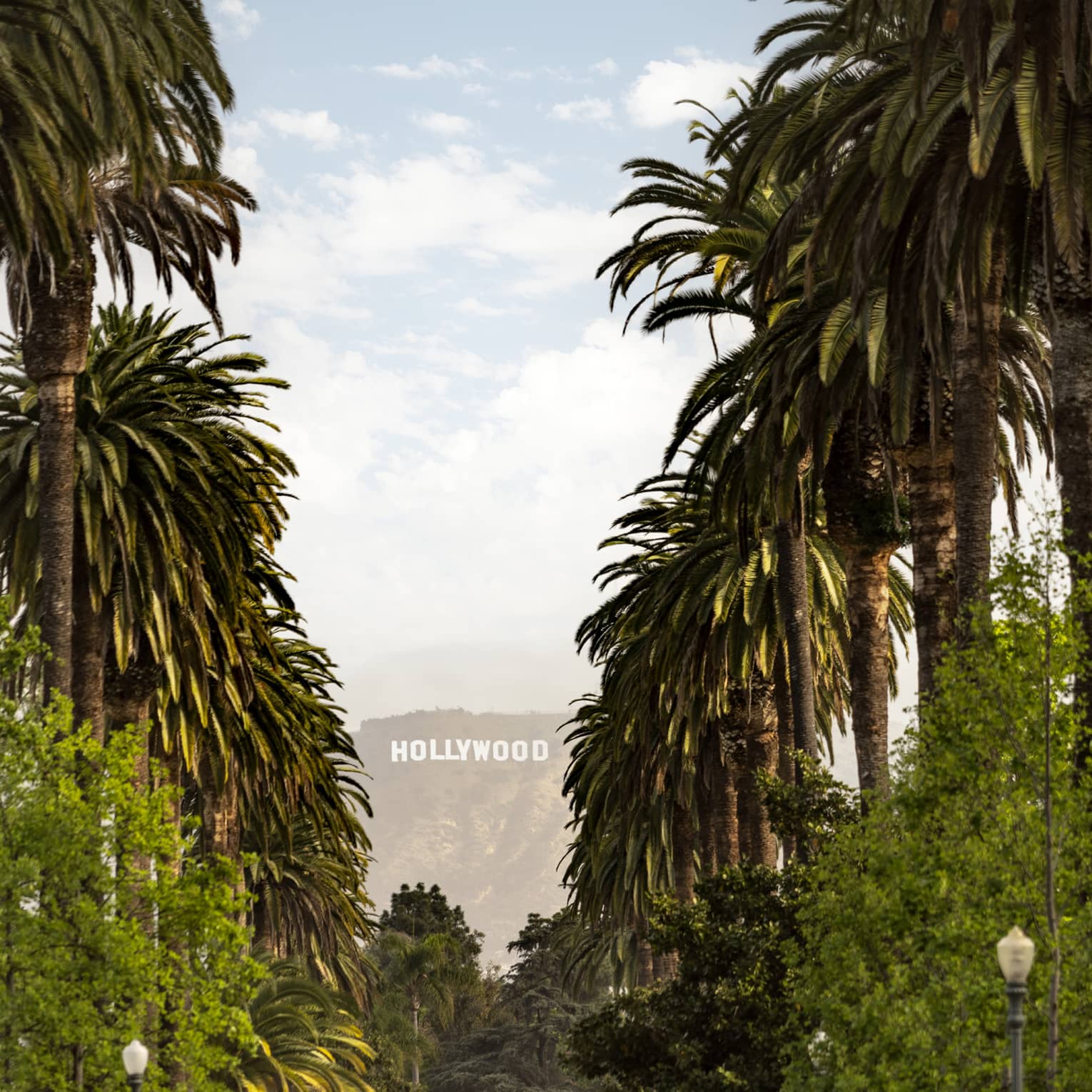 Tall palm trees line either side of a street leading up to the Hollywood sign