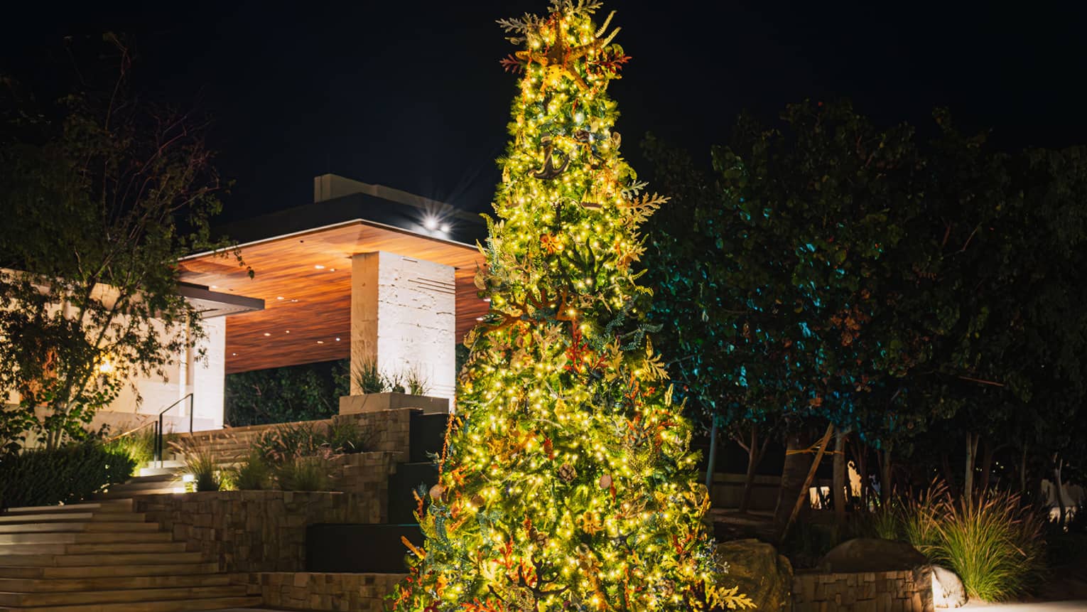 Christmas tree outdoors, lit at night
