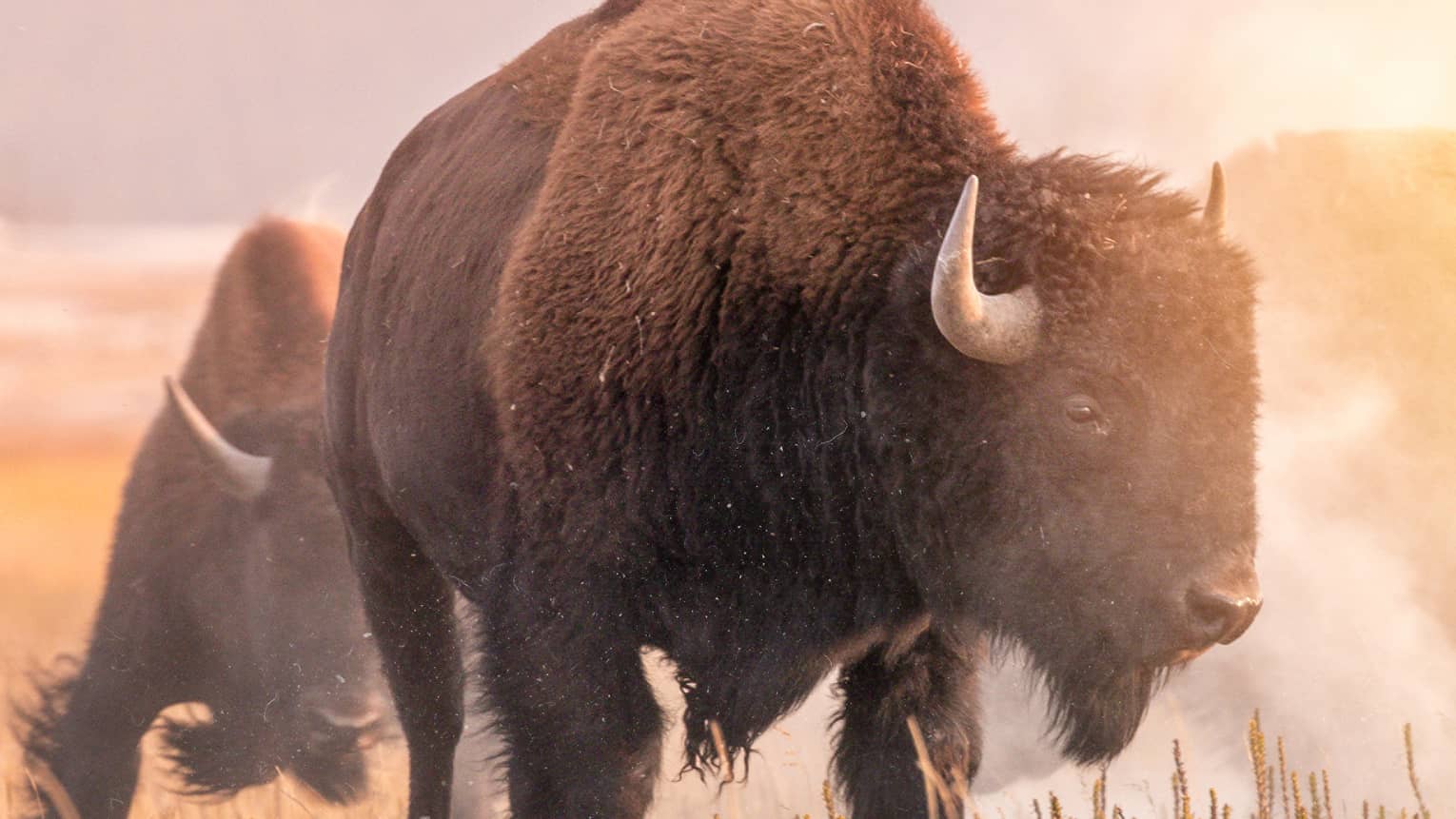 Two bison walking in a field.