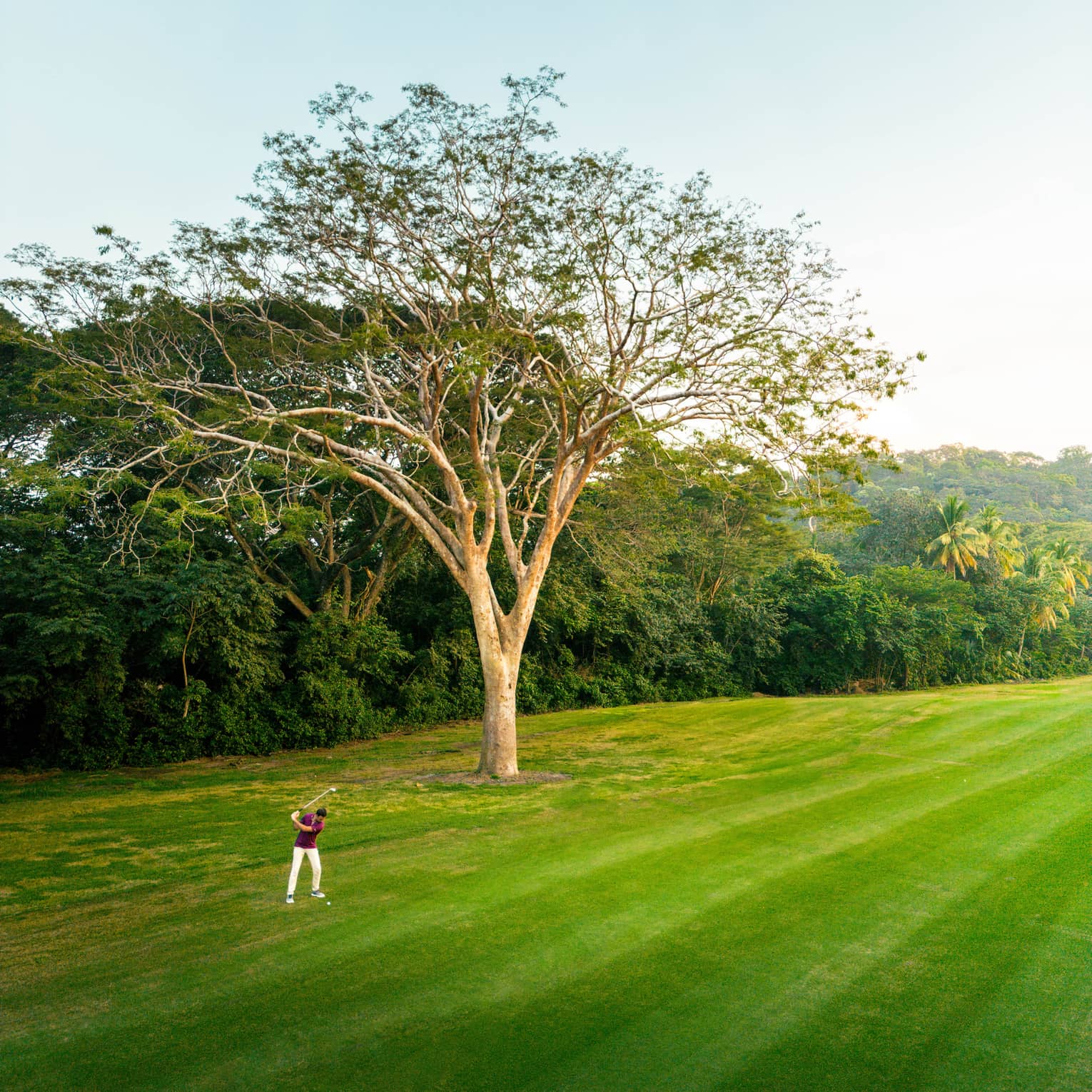 Golfer takes a swing on a bright green fairway next to a treeline