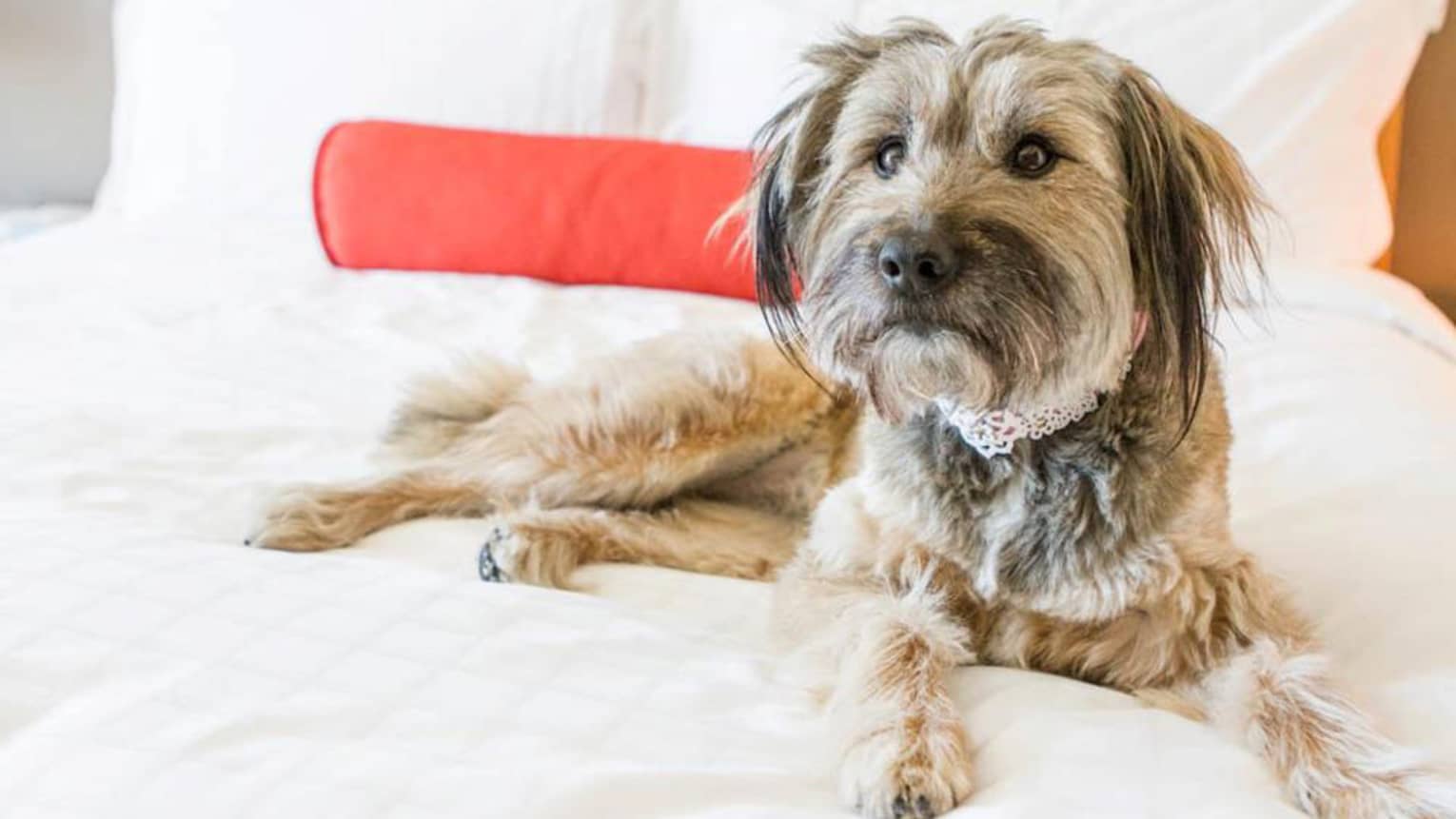 Small terrier dog with white lace collar lays on white hotel bed with pink accent pillow
