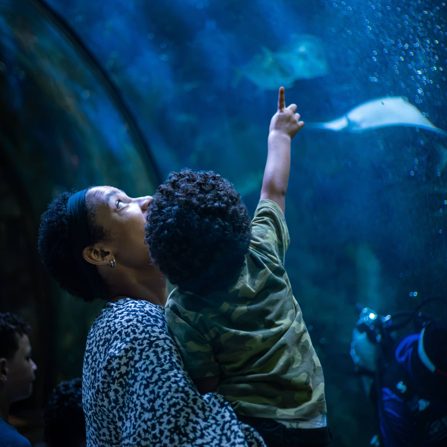 View from behind of a parent holding a toddler who is pointing upward at two stingrays in a bubbly, deep-blue aquarium.