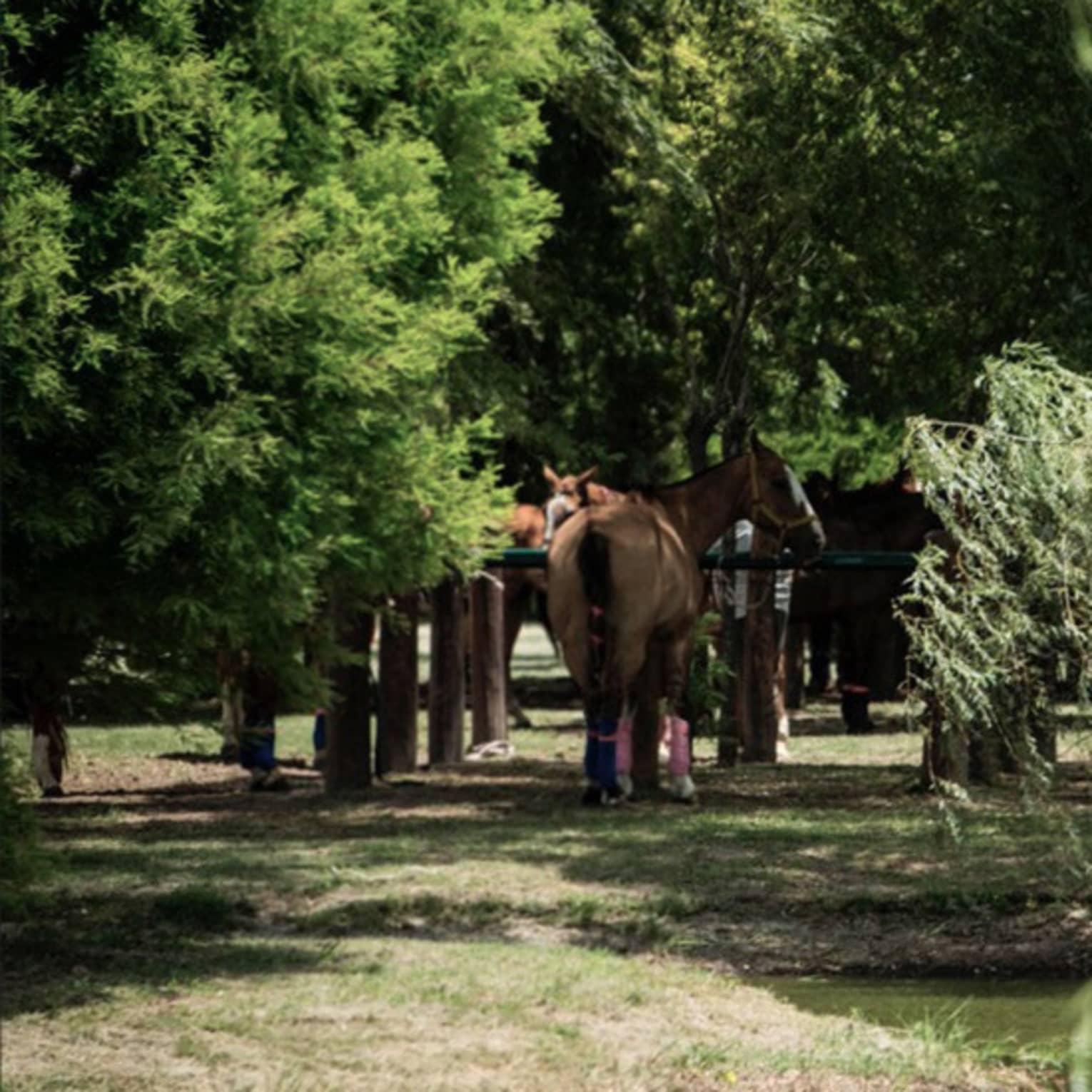 View from behind of a pair of brown horses at rest under a canopy of wispy green trees, the ground dappled by sunlight.