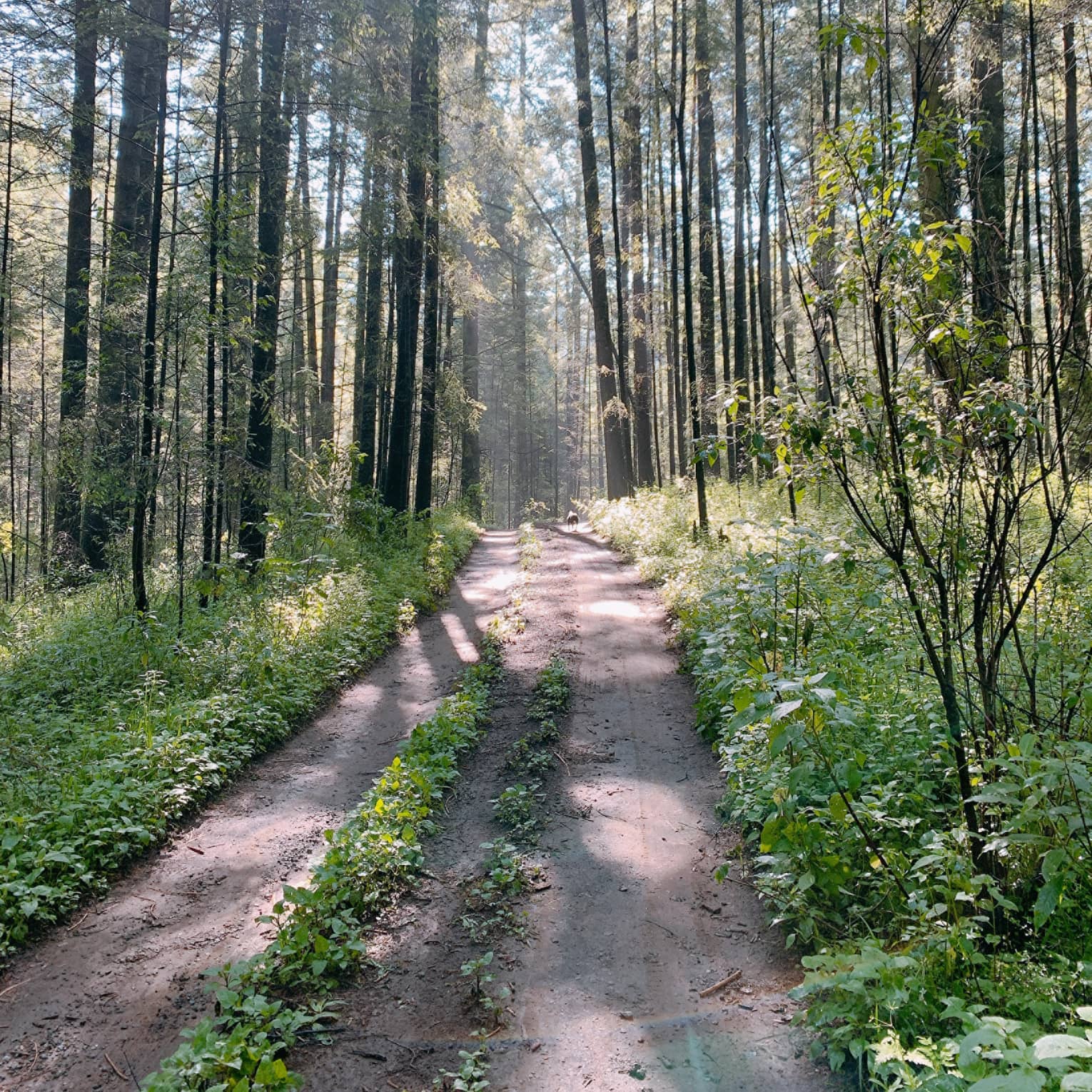 Path in forest with surrounding trees and sunlight.