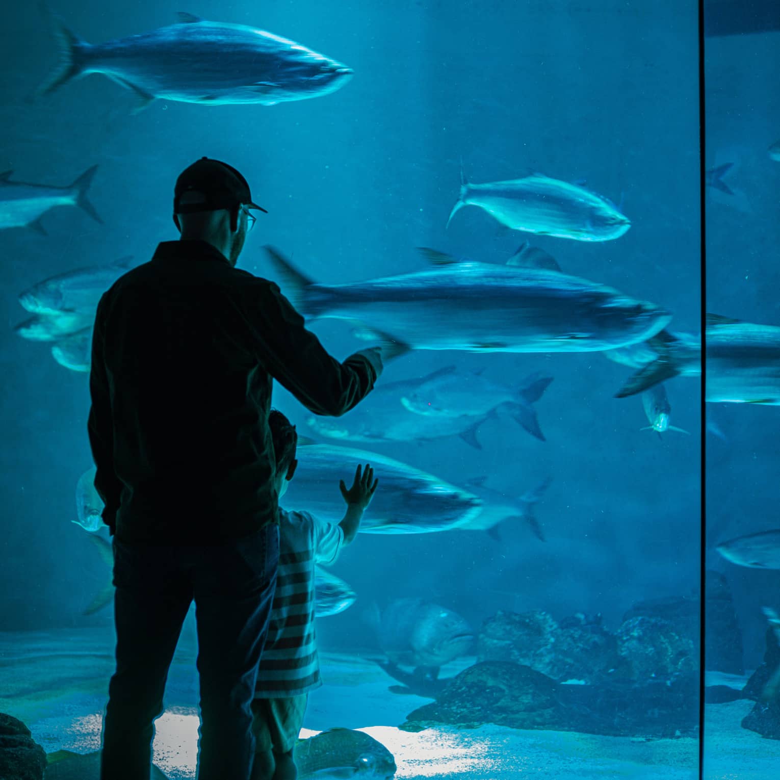 View from behind of an adult and child gazing at large fish in blue water through a floor-to-ceiling aquarium glass wall.
