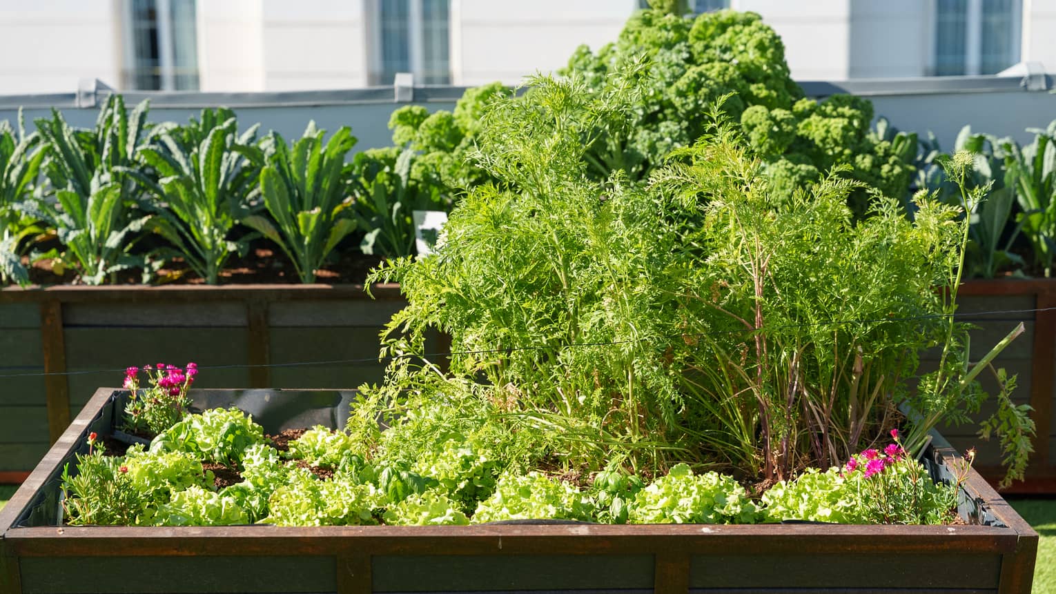 Two large raised beds of greens in a hydroponic garden