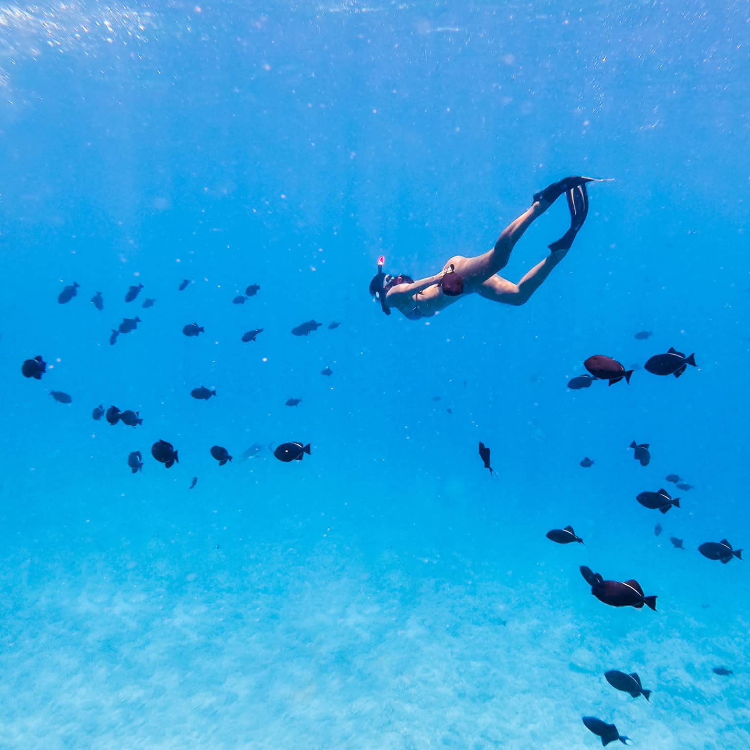 A swimmer wearing fins and a snorkel is completely submerged in clear-blue water and surrounded by a school of black fish.